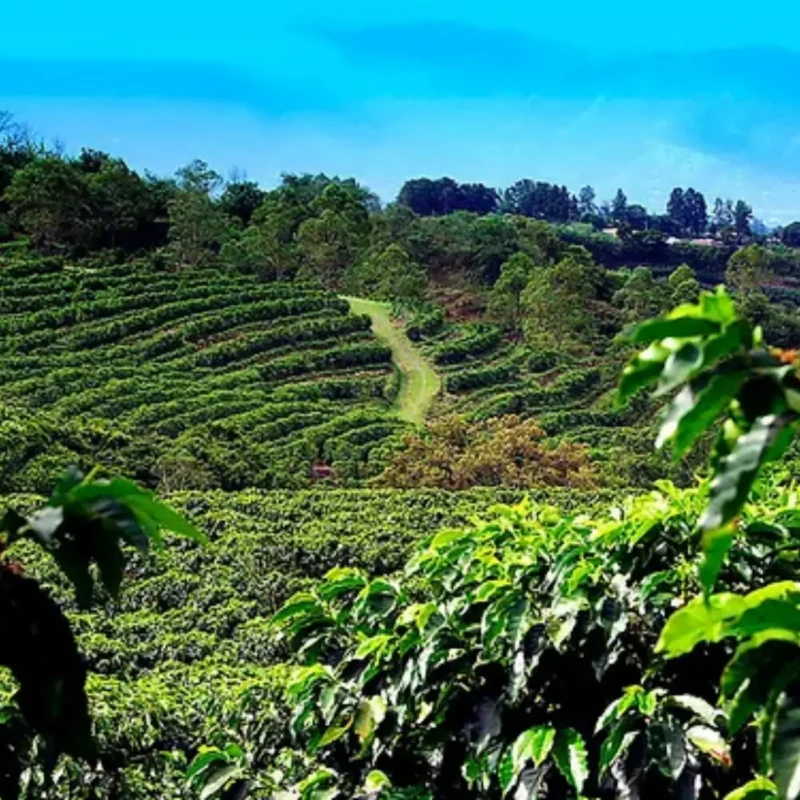 Koffie uit Costa Rica