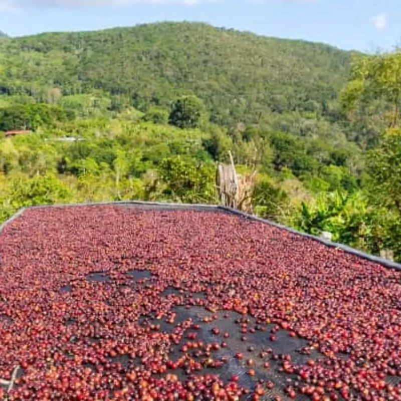 Koffie uit Costa Rica