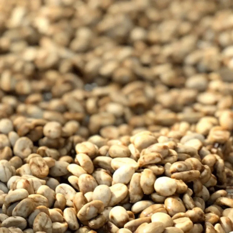 Koffie El Salvador Pacamara