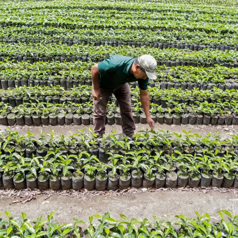 Koffie uit Nicaragua