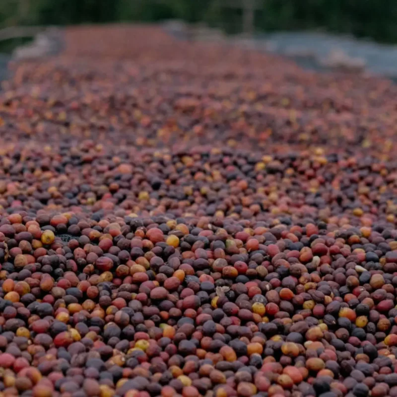 Cafeïnevrije koffie Sugar Cane | Lala Salama Decaf