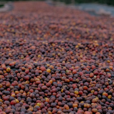 Décaféiné Sugar Cane café colombia