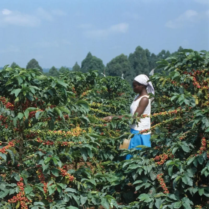 Kenya Karimikui AB | Boerencoöperatie Rungeto