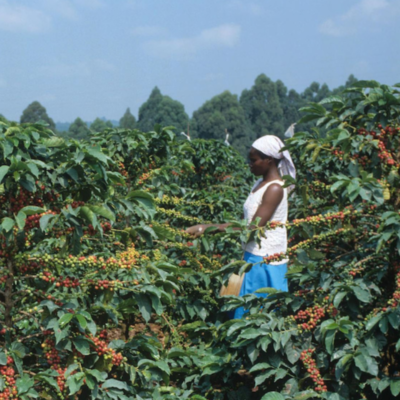 Kenya café colombia