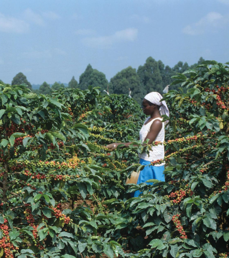 Kenya café colombia