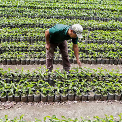 Nicaragua café colombia