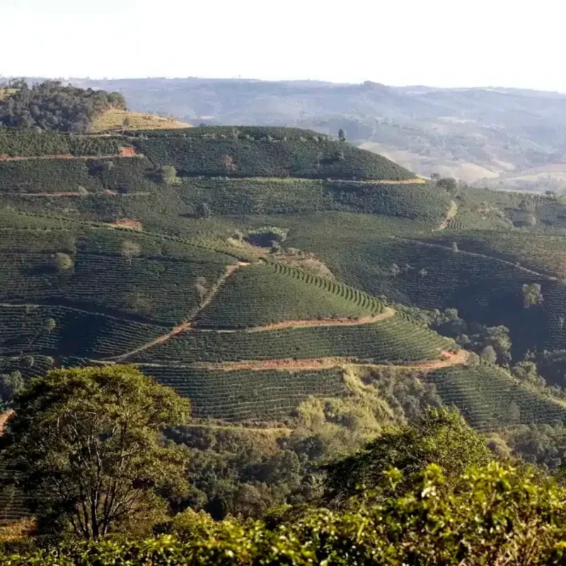 Koffie Brazil Santos Fancy Astrid