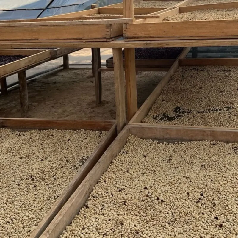 Café Peru Cajamarca | Biologische Arabica