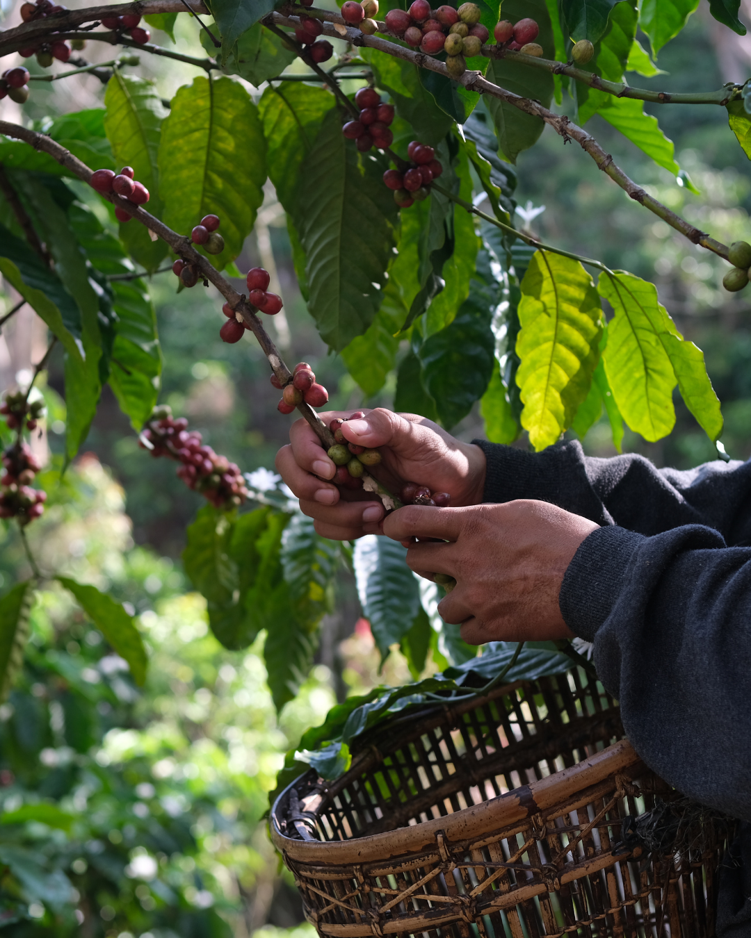 Du grain vert au café d'exception : notre passion pour le geish Café Colombia Roastery Shop – Cafés et thés haut de gammea de l'Acatenango