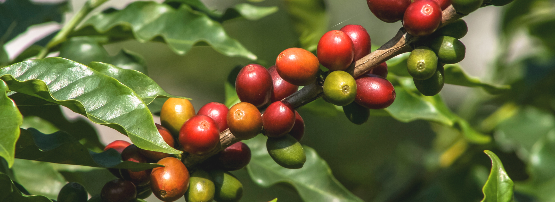 {"type":"elementor","siteurl":"https://cafecolombia.be/wp-json/","elements":[{"id":"181964a","elType":"container","isInner":false,"isLocked":false,"settings":{"boxed_width":{"unit":"px","size":"650","sizes":[]},"min_height":{"unit":"px","size":385,"sizes":[]},"background_background":"classic","background_color":"#211F4000","_title":"Hero","flex_align_items":"center","flex_gap":{"size":10,"unit":"px"},"flex_justify_content":"center","background_image":{"url":"https://cafecolombia.be/wp-content/uploads/2025/11/Du-grain-vert-au-cafe-dexception-notre-passion-pour-le-geish-Cafe-Colombia-Roastery-Shop-–-Cafes-et-thes-haut-de-gammea-de-lAcatenango-.png","id":5426,"alt":"Du grain vert au café d'exception : notre passion pour le geish Café Colombia Roastery Shop – Cafés et thés haut de gammea de l'Acatenango ","source":"library","size":""},"background_position":"center center","background_repeat":"no-repeat","background_size":"cover","background_overlay_background":"classic","background_overlay_opacity":{"unit":"px","size":0.08,"sizes":[]},"__globals__":{"background_overlay_color":"globals/colors?id=astglobalcolor6"},"boxed_width_tablet":{"unit":"px","size":500,"sizes":[]},"margin":{"unit":"px","top":"0","right":"0","bottom":"0","left":"0","isLinked":true},"eael_image_masking_custom_clip_path":"clip-path: polygon(50% 0%, 80% 10%, 100% 35%, 100% 70%, 80% 90%, 50% 100%, 20% 90%, 0% 70%, 0% 35%, 20% 10%);","eael_image_masking_custom_clip_path_hover":"clip-path: polygon(50% 0%, 80% 10%, 100% 35%, 100% 70%, 80% 90%, 50% 100%, 20% 90%, 0% 70%, 0% 35%, 20% 10%);","container_type":"flex","content_width":"boxed","width":{"unit":"%","size":"","sizes":[]},"width_tablet":{"unit":"px","size":"","sizes":[]},"width_mobile":{"unit":"px","size":"","sizes":[]},"boxed_width_mobile":{"unit":"px","size":"","sizes":[]},"min_height_tablet":{"unit":"px","size":"","sizes":[]},"min_height_mobile":{"unit":"px","size":"","sizes":[]},"flex_direction":"","flex_direction_tablet":"","flex_direction_mobile":"","flex__is_row":"row","flex__is_column":"column","flex_justify_content_tablet":"","flex_justify_content_mobile":"","flex_align_items_tablet":"","flex_align_items_mobile":"","flex_gap_tablet":{"column":"","row":"","isLinked":true,"unit":"px"},"flex_gap_mobile":{"column":"","row":"","isLinked":true,"unit":"px"},"flex_wrap":"","flex_wrap_tablet":"","flex_wrap_mobile":"","flex_align_content":"","flex_align_content_tablet":"","flex_align_content_mobile":"","grid_outline":"yes","grid_columns_grid":{"unit":"fr","size":3,"sizes":[]},"grid_columns_grid_tablet":{"unit":"fr","size":"","sizes":[]},"grid_columns_grid_mobile":{"unit":"fr","size":1,"sizes":[]},"grid_rows_grid":{"unit":"fr","size":2,"sizes":[]},"grid_rows_grid_tablet":{"unit":"fr","size":"","sizes":[]},"grid_rows_grid_mobile":{"unit":"fr","size":"","sizes":[]},"grid_gaps":{"column":"","row":"","isLinked":true,"unit":"px"},"grid_gaps_tablet":{"column":"","row":"","isLinked":true,"unit":"px"},"grid_gaps_mobile":{"column":"","row":"","isLinked":true,"unit":"px"},"grid_auto_flow":"row","grid_auto_flow_tablet":"row","grid_auto_flow_mobile":"row","grid_justify_items":"","grid_justify_items_tablet":"","grid_justify_items_mobile":"","grid_align_items":"","grid_align_items_tablet":"","grid_align_items_mobile":"","grid_justify_content":"","grid_justify_content_tablet":"","grid_justify_content_mobile":"","grid_align_content":"","grid_align_content_tablet":"","grid_align_content_mobile":"","grid__is_row":"row","grid__is_column":"column","overflow":"","html_tag":"","link":{"url":"","is_external":"","nofollow":"","custom_attributes":""},"background_color_stop":{"unit":"%","size":0,"sizes":[]},"background_color_stop_tablet":{"unit":"%"},"background_color_stop_mobile":{"unit":"%"},"background_color_b":"#f2295b","background_color_b_stop":{"unit":"%","size":100,"sizes":[]},"background_color_b_stop_tablet":{"unit":"%"},"background_color_b_stop_mobile":{"unit":"%"},"background_gradient_type":"linear","background_gradient_angle":{"unit":"deg","size":180,"sizes":[]},"background_gradient_angle_tablet":{"unit":"deg"},"background_gradient_angle_mobile":{"unit":"deg"},"background_gradient_position":"center center","background_gradient_position_tablet":"","background_gradient_position_mobile":"","background_image_tablet":{"url":"","id":"","size":""},"background_image_mobile":{"url":"","id":"","size":""},"background_position_tablet":"","background_position_mobile":"","background_xpos":{"unit":"px","size":0,"sizes":[]},"background_xpos_tablet":{"unit":"px","size":0,"sizes":[]},"background_xpos_mobile":{"unit":"px","size":0,"sizes":[]},"background_ypos":{"unit":"px","size":0,"sizes":[]},"background_ypos_tablet":{"unit":"px","size":0,"sizes":[]},"background_ypos_mobile":{"unit":"px","size":0,"sizes":[]},"background_attachment":"","background_repeat_tablet":"","background_repeat_mobile":"","background_size_tablet":"","background_size_mobile":"","background_bg_width":{"unit":"%","size":100,"sizes":[]},"background_bg_width_tablet":{"unit":"px","size":"","sizes":[]},"background_bg_width_mobile":{"unit":"px","size":"","sizes":[]},"background_video_link":"","background_video_start":"","background_video_end":"","background_play_once":"","background_play_on_mobile":"","background_privacy_mode":"","background_video_fallback":{"url":"","id":"","size":""},"background_slideshow_gallery":[],"background_slideshow_loop":"yes","background_slideshow_slide_duration":5000,"background_slideshow_slide_transition":"fade","background_slideshow_transition_duration":500,"background_slideshow_background_size":"","background_slideshow_background_size_tablet":"","background_slideshow_background_size_mobile":"","background_slideshow_background_position":"","background_slideshow_background_position_tablet":"","background_slideshow_background_position_mobile":"","background_slideshow_lazyload":"","background_slideshow_ken_burns":"","background_slideshow_ken_burns_zoom_direction":"in","handle_slideshow_asset_loading":"","background_hover_background":"","background_hover_color":"","background_hover_color_stop":{"unit":"%","size":0,"sizes":[]},"background_hover_color_stop_tablet":{"unit":"%"},"background_hover_color_stop_mobile":{"unit":"%"},"background_hover_color_b":"#f2295b","background_hover_color_b_stop":{"unit":"%","size":100,"sizes":[]},"background_hover_color_b_stop_tablet":{"unit":"%"},"background_hover_color_b_stop_mobile":{"unit":"%"},"background_hover_gradient_type":"linear","background_hover_gradient_angle":{"unit":"deg","size":180,"sizes":[]},"background_hover_gradient_angle_tablet":{"unit":"deg"},"background_hover_gradient_angle_mobile":{"unit":"deg"},"background_hover_gradient_position":"center center","background_hover_gradient_position_tablet":"","background_hover_gradient_position_mobile":"","background_hover_image":{"url":"","id":"","size":""},"background_hover_image_tablet":{"url":"","id":"","size":""},"background_hover_image_mobile":{"url":"","id":"","size":""},"background_hover_position":"","background_hover_position_tablet":"","background_hover_position_mobile":"","background_hover_xpos":{"unit":"px","size":0,"sizes":[]},"background_hover_xpos_tablet":{"unit":"px","size":0,"sizes":[]},"background_hover_xpos_mobile":{"unit":"px","size":0,"sizes":[]},"background_hover_ypos":{"unit":"px","size":0,"sizes":[]},"background_hover_ypos_tablet":{"unit":"px","size":0,"sizes":[]},"background_hover_ypos_mobile":{"unit":"px","size":0,"sizes":[]},"background_hover_attachment":"","background_hover_repeat":"","background_hover_repeat_tablet":"","background_hover_repeat_mobile":"","background_hover_size":"","background_hover_size_tablet":"","background_hover_size_mobile":"","background_hover_bg_width":{"unit":"%","size":100,"sizes":[]},"background_hover_bg_width_tablet":{"unit":"px","size":"","sizes":[]},"background_hover_bg_width_mobile":{"unit":"px","size":"","sizes":[]},"background_hover_video_link":"","background_hover_video_start":"","background_hover_video_end":"","background_hover_play_once":"","background_hover_play_on_mobile":"","background_hover_privacy_mode":"","background_hover_video_fallback":{"url":"","id":"","size":""},"background_hover_slideshow_gallery":[],"background_hover_slideshow_loop":"yes","background_hover_slideshow_slide_duration":5000,"background_hover_slideshow_slide_transition":"fade","background_hover_slideshow_transition_duration":500,"background_hover_slideshow_background_size":"","background_hover_slideshow_background_size_tablet":"","background_hover_slideshow_background_size_mobile":"","background_hover_slideshow_background_position":"","background_hover_slideshow_background_position_tablet":"","background_hover_slideshow_background_position_mobile":"","background_hover_slideshow_lazyload":"","background_hover_slideshow_ken_burns":"","background_hover_slideshow_ken_burns_zoom_direction":"in","background_hover_transition":{"unit":"px","size":0.3,"sizes":[]},"background_motion_fx_motion_fx_scrolling":"","background_motion_fx_translateY_effect":"","background_motion_fx_translateY_direction":"","background_motion_fx_translateY_speed":{"unit":"px","size":4,"sizes":[]},"background_motion_fx_translateY_affectedRange":{"unit":"%","size":"","sizes":{"start":0,"end":100}},"background_motion_fx_translateX_effect":"","background_motion_fx_translateX_direction":"","background_motion_fx_translateX_speed":{"unit":"px","size":4,"sizes":[]},"background_motion_fx_translateX_affectedRange":{"unit":"%","size":"","sizes":{"start":0,"end":100}},"background_motion_fx_opacity_effect":"","background_motion_fx_opacity_direction":"out-in","background_motion_fx_opacity_level":{"unit":"px","size":10,"sizes":[]},"background_motion_fx_opacity_range":{"unit":"%","size":"","sizes":{"start":20,"end":80}},"background_motion_fx_blur_effect":"","background_motion_fx_blur_direction":"out-in","background_motion_fx_blur_level":{"unit":"px","size":7,"sizes":[]},"background_motion_fx_blur_range":{"unit":"%","size":"","sizes":{"start":20,"end":80}},"background_motion_fx_rotateZ_direction":"","background_motion_fx_rotateZ_speed":{"unit":"px","size":1,"sizes":[]},"background_motion_fx_rotateZ_affectedRange":{"unit":"%","size":"","sizes":{"start":0,"end":100}},"background_motion_fx_scale_effect":"","background_motion_fx_scale_direction":"out-in","background_motion_fx_scale_speed":{"unit":"px","size":4,"sizes":[]},"background_motion_fx_scale_range":{"unit":"%","size":"","sizes":{"start":20,"end":80}},"background_motion_fx_devices":["desktop","tablet","mobile"],"background_motion_fx_range":"","background_motion_fx_motion_fx_mouse":"","background_motion_fx_mouseTrack_effect":"","background_motion_fx_mouseTrack_direction":"","background_motion_fx_mouseTrack_speed":{"unit":"px","size":1,"sizes":[]},"background_motion_fx_tilt_direction":"","background_motion_fx_tilt_speed":{"unit":"px","size":4,"sizes":[]},"background_handle_motion_fx_asset_loading":"","background_overlay_color":"","background_overlay_color_stop":{"unit":"%","size":0,"sizes":[]},"background_overlay_color_stop_tablet":{"unit":"%"},"background_overlay_color_stop_mobile":{"unit":"%"},"background_overlay_color_b":"#f2295b","background_overlay_color_b_stop":{"unit":"%","size":100,"sizes":[]},"background_overlay_color_b_stop_tablet":{"unit":"%"},"background_overlay_color_b_stop_mobile":{"unit":"%"},"background_overlay_gradient_type":"linear","background_overlay_gradient_angle":{"unit":"deg","size":180,"sizes":[]},"background_overlay_gradient_angle_tablet":{"unit":"deg"},"background_overlay_gradient_angle_mobile":{"unit":"deg"},"background_overlay_gradient_position":"center center","background_overlay_gradient_position_tablet":"","background_overlay_gradient_position_mobile":"","background_overlay_image":{"url":"","id":"","size":""},"background_overlay_image_tablet":{"url":"","id":"","size":""},"background_overlay_image_mobile":{"url":"","id":"","size":""},"background_overlay_position":"","background_overlay_position_tablet":"","background_overlay_position_mobile":"","background_overlay_xpos":{"unit":"px","size":0,"sizes":[]},"background_overlay_xpos_tablet":{"unit":"px","size":0,"sizes":[]},"background_overlay_xpos_mobile":{"unit":"px","size":0,"sizes":[]},"background_overlay_ypos":{"unit":"px","size":0,"sizes":[]},"background_overlay_ypos_tablet":{"unit":"px","size":0,"sizes":[]},"background_overlay_ypos_mobile":{"unit":"px","size":0,"sizes":[]},"background_overlay_attachment":"","background_overlay_repeat":"","background_overlay_repeat_tablet":"","background_overlay_repeat_mobile":"","background_overlay_size":"","background_overlay_size_tablet":"","background_overlay_size_mobile":"","background_overlay_bg_width":{"unit":"%","size":100,"sizes":[]},"background_overlay_bg_width_tablet":{"unit":"px","size":"","sizes":[]},"background_overlay_bg_width_mobile":{"unit":"px","size":"","sizes":[]},"background_overlay_video_link":"","background_overlay_video_start":"","background_overlay_video_end":"","background_overlay_play_once":"","background_overlay_play_on_mobile":"","background_overlay_privacy_mode":"","background_overlay_video_fallback":{"url":"","id":"","size":""},"background_overlay_slideshow_gallery":[],"background_overlay_slideshow_loop":"yes","background_overlay_slideshow_slide_duration":5000,"background_overlay_slideshow_slide_transition":"fade","background_overlay_slideshow_transition_duration":500,"background_overlay_slideshow_background_size":"","background_overlay_slideshow_background_size_tablet":"","background_overlay_slideshow_background_size_mobile":"","background_overlay_slideshow_background_position":"","background_overlay_slideshow_background_position_tablet":"","background_overlay_slideshow_background_position_mobile":"","background_overlay_slideshow_lazyload":"","background_overlay_slideshow_ken_burns":"","background_overlay_slideshow_ken_burns_zoom_direction":"in","background_overlay_opacity_tablet":{"unit":"px","size":"","sizes":[]},"background_overlay_opacity_mobile":{"unit":"px","size":"","sizes":[]},"css_filters_css_filter":"","css_filters_blur":{"unit":"px","size":0,"sizes":[]},"css_filters_brightness":{"unit":"px","size":100,"sizes":[]},"css_filters_contrast":{"unit":"px","size":100,"sizes":[]},"css_filters_saturate":{"unit":"px","size":100,"sizes":[]},"css_filters_hue":{"unit":"px","size":0,"sizes":[]},"overlay_blend_mode":"","background_overlay_hover_background":"","background_overlay_hover_color":"","background_overlay_hover_color_stop":{"unit":"%","size":0,"sizes":[]},"background_overlay_hover_color_stop_tablet":{"unit":"%"},"background_overlay_hover_color_stop_mobile":{"unit":"%"},"background_overlay_hover_color_b":"#f2295b","background_overlay_hover_color_b_stop":{"unit":"%","size":100,"sizes":[]},"background_overlay_hover_color_b_stop_tablet":{"unit":"%"},"background_overlay_hover_color_b_stop_mobile":{"unit":"%"},"background_overlay_hover_gradient_type":"linear","background_overlay_hover_gradient_angle":{"unit":"deg","size":180,"sizes":[]},"background_overlay_hover_gradient_angle_tablet":{"unit":"deg"},"background_overlay_hover_gradient_angle_mobile":{"unit":"deg"},"background_overlay_hover_gradient_position":"center center","background_overlay_hover_gradient_position_tablet":"","background_overlay_hover_gradient_position_mobile":"","background_overlay_hover_image":{"url":"","id":"","size":""},"background_overlay_hover_image_tablet":{"url":"","id":"","size":""},"background_overlay_hover_image_mobile":{"url":"","id":"","size":""},"background_overlay_hover_position":"","background_overlay_hover_position_tablet":"","background_overlay_hover_position_mobile":"","background_overlay_hover_xpos":{"unit":"px","size":0,"sizes":[]},"background_overlay_hover_xpos_tablet":{"unit":"px","size":0,"sizes":[]},"background_overlay_hover_xpos_mobile":{"unit":"px","size":0,"sizes":[]},"background_overlay_hover_ypos":{"unit":"px","size":0,"sizes":[]},"background_overlay_hover_ypos_tablet":{"unit":"px","size":0,"sizes":[]},"background_overlay_hover_ypos_mobile":{"unit":"px","size":0,"sizes":[]},"background_overlay_hover_attachment":"","background_overlay_hover_repeat":"","background_overlay_hover_repeat_tablet":"","background_overlay_hover_repeat_mobile":"","background_overlay_hover_size":"","background_overlay_hover_size_tablet":"","background_overlay_hover_size_mobile":"","background_overlay_hover_bg_width":{"unit":"%","size":100,"sizes":[]},"background_overlay_hover_bg_width_tablet":{"unit":"px","size":"","sizes":[]},"background_overlay_hover_bg_width_mobile":{"unit":"px","size":"","sizes":[]},"background_overlay_hover_video_link":"","background_overlay_hover_video_start":"","background_overlay_hover_video_end":"","background_overlay_hover_play_once":"","background_overlay_hover_play_on_mobile":"","background_overlay_hover_privacy_mode":"","background_overlay_hover_video_fallback":{"url":"","id":"","size":""},"background_overlay_hover_slideshow_gallery":[],"background_overlay_hover_slideshow_loop":"yes","background_overlay_hover_slideshow_slide_duration":5000,"background_overlay_hover_slideshow_slide_transition":"fade","background_overlay_hover_slideshow_transition_duration":500,"background_overlay_hover_slideshow_background_size":"","background_overlay_hover_slideshow_background_size_tablet":"","background_overlay_hover_slideshow_background_size_mobile":"","background_overlay_hover_slideshow_background_position":"","background_overlay_hover_slideshow_background_position_tablet":"","background_overlay_hover_slideshow_background_position_mobile":"","background_overlay_hover_slideshow_lazyload":"","background_overlay_hover_slideshow_ken_burns":"","background_overlay_hover_slideshow_ken_burns_zoom_direction":"in","background_overlay_hover_opacity":{"unit":"px","size":0.5,"sizes":[]},"background_overlay_hover_opacity_tablet":{"unit":"px","size":"","sizes":[]},"background_overlay_hover_opacity_mobile":{"unit":"px","size":"","sizes":[]},"background_overlay_hover_transition":{"unit":"px","size":"","sizes":[]},"css_filters_hover_css_filter":"","css_filters_hover_blur":{"unit":"px","size":0,"sizes":[]},"css_filters_hover_brightness":{"unit":"px","size":100,"sizes":[]},"css_filters_hover_contrast":{"unit":"px","size":100,"sizes":[]},"css_filters_hover_saturate":{"unit":"px","size":100,"sizes":[]},"css_filters_hover_hue":{"unit":"px","size":0,"sizes":[]},"border_border":"","border_width":{"unit":"px","top":"","right":"","bottom":"","left":"","isLinked":true},"border_width_tablet":{"unit":"px","top":"","right":"","bottom":"","left":"","isLinked":true},"border_width_mobile":{"unit":"px","top":"","right":"","bottom":"","left":"","isLinked":true},"border_color":"","border_radius":{"unit":"px","top":"","right":"","bottom":"","left":"","isLinked":true},"border_radius_tablet":{"unit":"px","top":"","right":"","bottom":"","left":"","isLinked":true},"border_radius_mobile":{"unit":"px","top":"","right":"","bottom":"","left":"","isLinked":true},"box_shadow_box_shadow_type":"","box_shadow_box_shadow":{"horizontal":0,"vertical":0,"blur":10,"spread":0,"color":"rgba(0,0,0,0.5)"},"box_shadow_box_shadow_position":" ","border_hover_border":"","border_hover_width":{"unit":"px","top":"","right":"","bottom":"","left":"","isLinked":true},"border_hover_width_tablet":{"unit":"px","top":"","right":"","bottom":"","left":"","isLinked":true},"border_hover_width_mobile":{"unit":"px","top":"","right":"","bottom":"","left":"","isLinked":true},"border_hover_color":"","border_radius_hover":{"unit":"px","top":"","right":"","bottom":"","left":"","isLinked":true},"border_radius_hover_tablet":{"unit":"px","top":"","right":"","bottom":"","left":"","isLinked":true},"border_radius_hover_mobile":{"unit":"px","top":"","right":"","bottom":"","left":"","isLinked":true},"box_shadow_hover_box_shadow_type":"","box_shadow_hover_box_shadow":{"horizontal":0,"vertical":0,"blur":10,"spread":0,"color":"rgba(0,0,0,0.5)"},"box_shadow_hover_box_shadow_position":" ","border_hover_transition":{"unit":"px","size":0.3,"sizes":[]},"shape_divider_top":"","shape_divider_top_color":"","shape_divider_top_width":{"unit":"%","size":"","sizes":[]},"shape_divider_top_width_tablet":{"unit":"%","size":"","sizes":[]},"shape_divider_top_width_mobile":{"unit":"%","size":"","sizes":[]},"shape_divider_top_height":{"unit":"px","size":"","sizes":[]},"shape_divider_top_height_tablet":{"unit":"px","size":"","sizes":[]},"shape_divider_top_height_mobile":{"unit":"px","size":"","sizes":[]},"shape_divider_top_flip":"","shape_divider_top_negative":"","shape_divider_top_above_content":"","shape_divider_bottom":"","shape_divider_bottom_color":"","shape_divider_bottom_width":{"unit":"%","size":"","sizes":[]},"shape_divider_bottom_width_tablet":{"unit":"%","size":"","sizes":[]},"shape_divider_bottom_width_mobile":{"unit":"%","size":"","sizes":[]},"shape_divider_bottom_height":{"unit":"px","size":"","sizes":[]},"shape_divider_bottom_height_tablet":{"unit":"px","size":"","sizes":[]},"shape_divider_bottom_height_mobile":{"unit":"px","size":"","sizes":[]},"shape_divider_bottom_flip":"","shape_divider_bottom_negative":"","shape_divider_bottom_above_content":"","margin_tablet":{"unit":"px","top":"","right":"","bottom":"","left":"","isLinked":true},"margin_mobile":{"unit":"px","top":"","right":"","bottom":"","left":"","isLinked":true},"padding":{"unit":"px","top":"","right":"","bottom":"","left":"","isLinked":true},"padding_tablet":{"unit":"px","top":"","right":"","bottom":"","left":"","isLinked":true},"padding_mobile":{"unit":"px","top":"","right":"","bottom":"","left":"","isLinked":true},"grid_column":"","grid_column_tablet":"","grid_column_mobile":"","grid_column_custom":"","grid_column_custom_tablet":"","grid_column_custom_mobile":"","grid_row":"","grid_row_tablet":"","grid_row_mobile":"","grid_row_custom":"","grid_row_custom_tablet":"","grid_row_custom_mobile":"","_flex_align_self":"","_flex_align_self_tablet":"","_flex_align_self_mobile":"","_flex_order":"","_flex_order_tablet":"","_flex_order_mobile":"","_flex_order_custom":"","_flex_order_custom_tablet":"","_flex_order_custom_mobile":"","_flex_size":"","_flex_size_tablet":"","_flex_size_mobile":"","_flex_grow":1,"_flex_grow_tablet":"","_flex_grow_mobile":"","_flex_shrink":1,"_flex_shrink_tablet":"","_flex_shrink_mobile":"","position":"","_offset_orientation_h":"start","_offset_x":{"unit":"px","size":0,"sizes":[]},"_offset_x_tablet":{"unit":"px","size":"","sizes":[]},"_offset_x_mobile":{"unit":"px","size":"","sizes":[]},"_offset_x_end":{"unit":"px","size":0,"sizes":[]},"_offset_x_end_tablet":{"unit":"px","size":"","sizes":[]},"_offset_x_end_mobile":{"unit":"px","size":"","sizes":[]},"_offset_orientation_v":"start","_offset_y":{"unit":"px","size":0,"sizes":[]},"_offset_y_tablet":{"unit":"px","size":"","sizes":[]},"_offset_y_mobile":{"unit":"px","size":"","sizes":[]},"_offset_y_end":{"unit":"px","size":0,"sizes":[]},"_offset_y_end_tablet":{"unit":"px","size":"","sizes":[]},"_offset_y_end_mobile":{"unit":"px","size":"","sizes":[]},"z_index":"","z_index_tablet":"","z_index_mobile":"","_element_id":"","css_classes":"","e_display_conditions":"","trp_language_restriction":"","trp_language_restriction_automatic_translation":"","trp_restricted_languages":"","trp_exclude_handler":"","trp_excluded_languages":"","eael_wrapper_link_switch":"","eael_wrapper_link":{"url":"","is_external":"","nofollow":"","custom_attributes":""},"eael_wrapper_link_disable_traditional":"","eael_liquid_glass_effect_switch":"","eael_liquid_glass_effect":"effect1","eael_liquid_glass_effect_bg_color_effect1":"#FFFFFF1F","eael_liquid_glass_effect_bg_color_effect2":"#FFFFFF1F","eael_liquid_glass_effect_backdrop_filter_effect1":{"unit":"px","size":24,"sizes":[]},"eael_liquid_glass_effect_backdrop_filter_effect2":{"unit":"px","size":20,"sizes":[]},"eael_liquid_glass_effect_brightness_effect2":{"unit":"px","size":1,"sizes":[]},"eael_liquid_glass_border_distortion":"","eael_liquid_glass_border_radious_distortion":{"unit":"px","top":24,"right":24,"bottom":24,"left":24,"isLinked":true},"eael_liquid_glass_shadow_effect":"effect1","eael_liquid_glass_border_effect1_border":"solid","eael_liquid_glass_border_effect1_width":{"unit":"px","top":"1","right":"1","bottom":"1","left":"1","isLinked":false},"eael_liquid_glass_border_effect1_width_tablet":{"unit":"px","top":"","right":"","bottom":"","left":"","isLinked":true},"eael_liquid_glass_border_effect1_width_mobile":{"unit":"px","top":"","right":"","bottom":"","left":"","isLinked":true},"eael_liquid_glass_border_effect1_color":"#FFFFFF1F","eael_liquid_glass_border_effect2_border":"solid","eael_liquid_glass_border_effect2_width":{"unit":"px","top":"1","right":"1","bottom":"1","left":"1","isLinked":false},"eael_liquid_glass_border_effect2_width_tablet":{"unit":"px","top":"","right":"","bottom":"","left":"","isLinked":true},"eael_liquid_glass_border_effect2_width_mobile":{"unit":"px","top":"","right":"","bottom":"","left":"","isLinked":true},"eael_liquid_glass_border_effect2_color":"#FFFFFF1F","eael_liquid_glass_border_effect3_border":"solid","eael_liquid_glass_border_effect3_width":{"unit":"px","top":"1","right":"1","bottom":"1","left":"1","isLinked":false},"eael_liquid_glass_border_effect3_width_tablet":{"unit":"px","top":"","right":"","bottom":"","left":"","isLinked":true},"eael_liquid_glass_border_effect3_width_mobile":{"unit":"px","top":"","right":"","bottom":"","left":"","isLinked":true},"eael_liquid_glass_border_effect3_color":"#FFFFFF1F","eael_liquid_glass_border_effect4_border":"solid","eael_liquid_glass_border_effect4_width":{"unit":"px","top":"1","right":"1","bottom":"1","left":"1","isLinked":false},"eael_liquid_glass_border_effect4_width_tablet":{"unit":"px","top":"","right":"","bottom":"","left":"","isLinked":true},"eael_liquid_glass_border_effect4_width_mobile":{"unit":"px","top":"","right":"","bottom":"","left":"","isLinked":true},"eael_liquid_glass_border_effect4_color":"#AAAAAA1A","eael_liquid_glass_border_radius_effect1":{"unit":"px","top":24,"right":24,"bottom":24,"left":24,"isLinked":true},"eael_liquid_glass_border_radius_effect2":{"unit":"px","top":16,"right":16,"bottom":16,"left":16,"isLinked":true},"eael_liquid_glass_border_radius_effect3":{"unit":"px","top":8,"right":8,"bottom":8,"left":8,"isLinked":true},"eael_liquid_glass_border_radius_effect4":{"unit":"px","top":24,"right":24,"bottom":24,"left":24,"isLinked":true},"eael_liquid_glass_shadow_effect1_box_shadow_type":"yes","eael_liquid_glass_shadow_effect1_box_shadow":{"horizontal":0,"vertical":19,"blur":26,"spread":1,"color":"rgba(0,0,0,0.78)"},"eael_liquid_glass_shadow_effect1_box_shadow_position":" ","eael_liquid_glass_shadow_effect2_box_shadow_type":"yes","eael_liquid_glass_shadow_effect2_box_shadow":{"horizontal":0,"vertical":0,"blur":33,"spread":-2,"color":"#383C65"},"eael_liquid_glass_shadow_effect2_box_shadow_position":" ","eael_liquid_glass_shadow_effect3_box_shadow_type":"yes","eael_liquid_glass_shadow_effect3_box_shadow":{"horizontal":1,"vertical":1,"blur":10,"spread":5,"color":"rgba(255, 255, 255, 0.4)"},"eael_liquid_glass_shadow_effect3_box_shadow_position":" ","eael_liquid_glass_shadow_effect4_box_shadow_type":"yes","eael_liquid_glass_shadow_effect4_box_shadow":{"horizontal":0,"vertical":9,"blur":21,"spread":0,"color":"#00000040"},"eael_liquid_glass_shadow_effect4_box_shadow_position":" ","eael_enable_image_masking":"","eael_image_masking_type":"clip","eael_image_masking_clip_path":"bavel","eael_image_masking_enable_custom_clip_path":"","eael_image_masking_svg":"polygon","eael_image_masking_hover_effect":"","eael_image_masking_clip_path_hover":"bavel","eael_image_masking_enable_custom_clip_path_hover":"","eael_image_masking_svg_hover":"polygon","eael_image_masking_hover_selector":"","eael_image_masking_image_size":"contain","eael_image_masking_image_custom_size_custom":{"unit":"px","size":"","sizes":[]},"eael_image_masking_image_position":"center center","eael_image_masking_image_repeat":"no-repeat","motion_fx_motion_fx_scrolling":"","motion_fx_translateY_effect":"","motion_fx_translateY_direction":"","motion_fx_translateY_speed":{"unit":"px","size":4,"sizes":[]},"motion_fx_translateY_affectedRange":{"unit":"%","size":"","sizes":{"start":0,"end":100}},"motion_fx_translateX_effect":"","motion_fx_translateX_direction":"","motion_fx_translateX_speed":{"unit":"px","size":4,"sizes":[]},"motion_fx_translateX_affectedRange":{"unit":"%","size":"","sizes":{"start":0,"end":100}},"motion_fx_opacity_effect":"","motion_fx_opacity_direction":"out-in","motion_fx_opacity_level":{"unit":"px","size":10,"sizes":[]},"motion_fx_opacity_range":{"unit":"%","size":"","sizes":{"start":20,"end":80}},"motion_fx_blur_effect":"","motion_fx_blur_direction":"out-in","motion_fx_blur_level":{"unit":"px","size":7,"sizes":[]},"motion_fx_blur_range":{"unit":"%","size":"","sizes":{"start":20,"end":80}},"motion_fx_rotateZ_effect":"","motion_fx_rotateZ_direction":"","motion_fx_rotateZ_speed":{"unit":"px","size":1,"sizes":[]},"motion_fx_rotateZ_affectedRange":{"unit":"%","size":"","sizes":{"start":0,"end":100}},"motion_fx_scale_effect":"","motion_fx_scale_direction":"out-in","motion_fx_scale_speed":{"unit":"px","size":4,"sizes":[]},"motion_fx_scale_range":{"unit":"%","size":"","sizes":{"start":20,"end":80}},"motion_fx_transform_origin_x":"center","motion_fx_transform_origin_y":"center","motion_fx_devices":["desktop","tablet","mobile"],"motion_fx_range":"","motion_fx_motion_fx_mouse":"","motion_fx_mouseTrack_effect":"","motion_fx_mouseTrack_direction":"","motion_fx_mouseTrack_speed":{"unit":"px","size":1,"sizes":[]},"motion_fx_tilt_effect":"","motion_fx_tilt_direction":"","motion_fx_tilt_speed":{"unit":"px","size":4,"sizes":[]},"handle_motion_fx_asset_loading":"","sticky":"","sticky_on":["desktop","tablet","mobile"],"sticky_offset":0,"sticky_offset_tablet":"","sticky_offset_mobile":"","sticky_effects_offset":0,"sticky_effects_offset_tablet":"","sticky_effects_offset_mobile":"","sticky_anchor_link_offset":0,"sticky_anchor_link_offset_tablet":"","sticky_anchor_link_offset_mobile":"","sticky_parent":"","animation":"","animation_tablet":"","animation_mobile":"","animation_duration":"","animation_delay":"","_transform_rotate_popover":"","_transform_rotateZ_effect":{"unit":"px","size":"","sizes":[]},"_transform_rotateZ_effect_tablet":{"unit":"deg","size":"","sizes":[]},"_transform_rotateZ_effect_mobile":{"unit":"deg","size":"","sizes":[]},"_transform_rotate_3d":"","_transform_rotateX_effect":{"unit":"px","size":"","sizes":[]},"_transform_rotateX_effect_tablet":{"unit":"deg","size":"","sizes":[]},"_transform_rotateX_effect_mobile":{"unit":"deg","size":"","sizes":[]},"_transform_rotateY_effect":{"unit":"px","size":"","sizes":[]},"_transform_rotateY_effect_tablet":{"unit":"deg","size":"","sizes":[]},"_transform_rotateY_effect_mobile":{"unit":"deg","size":"","sizes":[]},"_transform_perspective_effect":{"unit":"px","size":"","sizes":[]},"_transform_perspective_effect_tablet":{"unit":"px","size":"","sizes":[]},"_transform_perspective_effect_mobile":{"unit":"px","size":"","sizes":[]},"_transform_translate_popover":"","_transform_translateX_effect":{"unit":"px","size":"","sizes":[]},"_transform_translateX_effect_tablet":{"unit":"px","size":"","sizes":[]},"_transform_translateX_effect_mobile":{"unit":"px","size":"","sizes":[]},"_transform_translateY_effect":{"unit":"px","size":"","sizes":[]},"_transform_translateY_effect_tablet":{"unit":"px","size":"","sizes":[]},"_transform_translateY_effect_mobile":{"unit":"px","size":"","sizes":[]},"_transform_scale_popover":"","_transform_keep_proportions":"yes","_transform_scale_effect":{"unit":"px","size":"","sizes":[]},"_transform_scale_effect_tablet":{"unit":"px","size":"","sizes":[]},"_transform_scale_effect_mobile":{"unit":"px","size":"","sizes":[]},"_transform_scaleX_effect":{"unit":"px","size":"","sizes":[]},"_transform_scaleX_effect_tablet":{"unit":"px","size":"","sizes":[]},"_transform_scaleX_effect_mobile":{"unit":"px","size":"","sizes":[]},"_transform_scaleY_effect":{"unit":"px","size":"","sizes":[]},"_transform_scaleY_effect_tablet":{"unit":"px","size":"","sizes":[]},"_transform_scaleY_effect_mobile":{"unit":"px","size":"","sizes":[]},"_transform_skew_popover":"","_transform_skewX_effect":{"unit":"px","size":"","sizes":[]},"_transform_skewX_effect_tablet":{"unit":"deg","size":"","sizes":[]},"_transform_skewX_effect_mobile":{"unit":"deg","size":"","sizes":[]},"_transform_skewY_effect":{"unit":"px","size":"","sizes":[]},"_transform_skewY_effect_tablet":{"unit":"deg","size":"","sizes":[]},"_transform_skewY_effect_mobile":{"unit":"deg","size":"","sizes":[]},"_transform_flipX_effect":"","_transform_flipY_effect":"","_transform_rotate_popover_hover":"","_transform_rotateZ_effect_hover":{"unit":"px","size":"","sizes":[]},"_transform_rotateZ_effect_hover_tablet":{"unit":"deg","size":"","sizes":[]},"_transform_rotateZ_effect_hover_mobile":{"unit":"deg","size":"","sizes":[]},"_transform_rotate_3d_hover":"","_transform_rotateX_effect_hover":{"unit":"px","size":"","sizes":[]},"_transform_rotateX_effect_hover_tablet":{"unit":"deg","size":"","sizes":[]},"_transform_rotateX_effect_hover_mobile":{"unit":"deg","size":"","sizes":[]},"_transform_rotateY_effect_hover":{"unit":"px","size":"","sizes":[]},"_transform_rotateY_effect_hover_tablet":{"unit":"deg","size":"","sizes":[]},"_transform_rotateY_effect_hover_mobile":{"unit":"deg","size":"","sizes":[]},"_transform_perspective_effect_hover":{"unit":"px","size":"","sizes":[]},"_transform_perspective_effect_hover_tablet":{"unit":"px","size":"","sizes":[]},"_transform_perspective_effect_hover_mobile":{"unit":"px","size":"","sizes":[]},"_transform_translate_popover_hover":"","_transform_translateX_effect_hover":{"unit":"px","size":"","sizes":[]},"_transform_translateX_effect_hover_tablet":{"unit":"px","size":"","sizes":[]},"_transform_translateX_effect_hover_mobile":{"unit":"px","size":"","sizes":[]},"_transform_translateY_effect_hover":{"unit":"px","size":"","sizes":[]},"_transform_translateY_effect_hover_tablet":{"unit":"px","size":"","sizes":[]},"_transform_translateY_effect_hover_mobile":{"unit":"px","size":"","sizes":[]},"_transform_scale_popover_hover":"","_transform_keep_proportions_hover":"yes","_transform_scale_effect_hover":{"unit":"px","size":"","sizes":[]},"_transform_scale_effect_hover_tablet":{"unit":"px","size":"","sizes":[]},"_transform_scale_effect_hover_mobile":{"unit":"px","size":"","sizes":[]},"_transform_scaleX_effect_hover":{"unit":"px","size":"","sizes":[]},"_transform_scaleX_effect_hover_tablet":{"unit":"px","size":"","sizes":[]},"_transform_scaleX_effect_hover_mobile":{"unit":"px","size":"","sizes":[]},"_transform_scaleY_effect_hover":{"unit":"px","size":"","sizes":[]},"_transform_scaleY_effect_hover_tablet":{"unit":"px","size":"","sizes":[]},"_transform_scaleY_effect_hover_mobile":{"unit":"px","size":"","sizes":[]},"_transform_skew_popover_hover":"","_transform_skewX_effect_hover":{"unit":"px","size":"","sizes":[]},"_transform_skewX_effect_hover_tablet":{"unit":"deg","size":"","sizes":[]},"_transform_skewX_effect_hover_mobile":{"unit":"deg","size":"","sizes":[]},"_transform_skewY_effect_hover":{"unit":"px","size":"","sizes":[]},"_transform_skewY_effect_hover_tablet":{"unit":"deg","size":"","sizes":[]},"_transform_skewY_effect_hover_mobile":{"unit":"deg","size":"","sizes":[]},"_transform_flipX_effect_hover":"","_transform_flipY_effect_hover":"","_transform_transition_hover":{"unit":"px","size":"","sizes":[]},"motion_fx_transform_x_anchor_point":"","motion_fx_transform_x_anchor_point_tablet":"","motion_fx_transform_x_anchor_point_mobile":"","motion_fx_transform_y_anchor_point":"","motion_fx_transform_y_anchor_point_tablet":"","motion_fx_transform_y_anchor_point_mobile":"","hide_desktop":"","hide_tablet":"","hide_mobile":"","_attributes":"","custom_css":""},"defaultEditSettings":{"defaultEditRoute":"content"},"elements":[{"id":"5952361","elType":"container","isInner":true,"isLocked":false,"settings":{"content_width":"full","width":{"unit":"%","size":123.231},"_flex_size":"none","_element_width":"initial","eael_image_masking_custom_clip_path":"clip-path: polygon(50% 0%, 80% 10%, 100% 35%, 100% 70%, 80% 90%, 50% 100%, 20% 90%, 0% 70%, 0% 35%, 20% 10%);","eael_image_masking_custom_clip_path_hover":"clip-path: polygon(50% 0%, 80% 10%, 100% 35%, 100% 70%, 80% 90%, 50% 100%, 20% 90%, 0% 70%, 0% 35%, 20% 10%);","container_type":"flex","width_tablet":{"unit":"px","size":"","sizes":[]},"width_mobile":{"unit":"px","size":"","sizes":[]},"boxed_width":{"unit":"px","size":"","sizes":[]},"boxed_width_tablet":{"unit":"px","size":"","sizes":[]},"boxed_width_mobile":{"unit":"px","size":"","sizes":[]},"min_height":{"unit":"px","size":"","sizes":[]},"min_height_tablet":{"unit":"px","size":"","sizes":[]},"min_height_mobile":{"unit":"px","size":"","sizes":[]},"flex_direction":"","flex_direction_tablet":"","flex_direction_mobile":"","flex__is_row":"row","flex__is_column":"column","flex_justify_content":"","flex_justify_content_tablet":"","flex_justify_content_mobile":"","flex_align_items":"","flex_align_items_tablet":"","flex_align_items_mobile":"","flex_gap":{"column":"","row":"","isLinked":true,"unit":"px"},"flex_gap_tablet":{"column":"","row":"","isLinked":true,"unit":"px"},"flex_gap_mobile":{"column":"","row":"","isLinked":true,"unit":"px"},"flex_wrap":"","flex_wrap_tablet":"","flex_wrap_mobile":"","flex_align_content":"","flex_align_content_tablet":"","flex_align_content_mobile":"","grid_outline":"yes","grid_columns_grid":{"unit":"fr","size":3,"sizes":[]},"grid_columns_grid_tablet":{"unit":"fr","size":"","sizes":[]},"grid_columns_grid_mobile":{"unit":"fr","size":1,"sizes":[]},"grid_rows_grid":{"unit":"fr","size":2,"sizes":[]},"grid_rows_grid_tablet":{"unit":"fr","size":"","sizes":[]},"grid_rows_grid_mobile":{"unit":"fr","size":"","sizes":[]},"grid_gaps":{"column":"","row":"","isLinked":true,"unit":"px"},"grid_gaps_tablet":{"column":"","row":"","isLinked":true,"unit":"px"},"grid_gaps_mobile":{"column":"","row":"","isLinked":true,"unit":"px"},"grid_auto_flow":"row","grid_auto_flow_tablet":"row","grid_auto_flow_mobile":"row","grid_justify_items":"","grid_justify_items_tablet":"","grid_justify_items_mobile":"","grid_align_items":"","grid_align_items_tablet":"","grid_align_items_mobile":"","grid_justify_content":"","grid_justify_content_tablet":"","grid_justify_content_mobile":"","grid_align_content":"","grid_align_content_tablet":"","grid_align_content_mobile":"","grid__is_row":"row","grid__is_column":"column","overflow":"","html_tag":"","link":{"url":"","is_external":"","nofollow":"","custom_attributes":""},"background_background":"","background_color":"","background_color_stop":{"unit":"%","size":0,"sizes":[]},"background_color_stop_tablet":{"unit":"%"},"background_color_stop_mobile":{"unit":"%"},"background_color_b":"#f2295b","background_color_b_stop":{"unit":"%","size":100,"sizes":[]},"background_color_b_stop_tablet":{"unit":"%"},"background_color_b_stop_mobile":{"unit":"%"},"background_gradient_type":"linear","background_gradient_angle":{"unit":"deg","size":180,"sizes":[]},"background_gradient_angle_tablet":{"unit":"deg"},"background_gradient_angle_mobile":{"unit":"deg"},"background_gradient_position":"center center","background_gradient_position_tablet":"","background_gradient_position_mobile":"","background_image":{"url":"","id":"","size":""},"background_image_tablet":{"url":"","id":"","size":""},"background_image_mobile":{"url":"","id":"","size":""},"background_position":"","background_position_tablet":"","background_position_mobile":"","background_xpos":{"unit":"px","size":0,"sizes":[]},"background_xpos_tablet":{"unit":"px","size":0,"sizes":[]},"background_xpos_mobile":{"unit":"px","size":0,"sizes":[]},"background_ypos":{"unit":"px","size":0,"sizes":[]},"background_ypos_tablet":{"unit":"px","size":0,"sizes":[]},"background_ypos_mobile":{"unit":"px","size":0,"sizes":[]},"background_attachment":"","background_repeat":"","background_repeat_tablet":"","background_repeat_mobile":"","background_size":"","background_size_tablet":"","background_size_mobile":"","background_bg_width":{"unit":"%","size":100,"sizes":[]},"background_bg_width_tablet":{"unit":"px","size":"","sizes":[]},"background_bg_width_mobile":{"unit":"px","size":"","sizes":[]},"background_video_link":"","background_video_start":"","background_video_end":"","background_play_once":"","background_play_on_mobile":"","background_privacy_mode":"","background_video_fallback":{"url":"","id":"","size":""},"background_slideshow_gallery":[],"background_slideshow_loop":"yes","background_slideshow_slide_duration":5000,"background_slideshow_slide_transition":"fade","background_slideshow_transition_duration":500,"background_slideshow_background_size":"","background_slideshow_background_size_tablet":"","background_slideshow_background_size_mobile":"","background_slideshow_background_position":"","background_slideshow_background_position_tablet":"","background_slideshow_background_position_mobile":"","background_slideshow_lazyload":"","background_slideshow_ken_burns":"","background_slideshow_ken_burns_zoom_direction":"in","handle_slideshow_asset_loading":"","background_hover_background":"","background_hover_color":"","background_hover_color_stop":{"unit":"%","size":0,"sizes":[]},"background_hover_color_stop_tablet":{"unit":"%"},"background_hover_color_stop_mobile":{"unit":"%"},"background_hover_color_b":"#f2295b","background_hover_color_b_stop":{"unit":"%","size":100,"sizes":[]},"background_hover_color_b_stop_tablet":{"unit":"%"},"background_hover_color_b_stop_mobile":{"unit":"%"},"background_hover_gradient_type":"linear","background_hover_gradient_angle":{"unit":"deg","size":180,"sizes":[]},"background_hover_gradient_angle_tablet":{"unit":"deg"},"background_hover_gradient_angle_mobile":{"unit":"deg"},"background_hover_gradient_position":"center center","background_hover_gradient_position_tablet":"","background_hover_gradient_position_mobile":"","background_hover_image":{"url":"","id":"","size":""},"background_hover_image_tablet":{"url":"","id":"","size":""},"background_hover_image_mobile":{"url":"","id":"","size":""},"background_hover_position":"","background_hover_position_tablet":"","background_hover_position_mobile":"","background_hover_xpos":{"unit":"px","size":0,"sizes":[]},"background_hover_xpos_tablet":{"unit":"px","size":0,"sizes":[]},"background_hover_xpos_mobile":{"unit":"px","size":0,"sizes":[]},"background_hover_ypos":{"unit":"px","size":0,"sizes":[]},"background_hover_ypos_tablet":{"unit":"px","size":0,"sizes":[]},"background_hover_ypos_mobile":{"unit":"px","size":0,"sizes":[]},"background_hover_attachment":"","background_hover_repeat":"","background_hover_repeat_tablet":"","background_hover_repeat_mobile":"","background_hover_size":"","background_hover_size_tablet":"","background_hover_size_mobile":"","background_hover_bg_width":{"unit":"%","size":100,"sizes":[]},"background_hover_bg_width_tablet":{"unit":"px","size":"","sizes":[]},"background_hover_bg_width_mobile":{"unit":"px","size":"","sizes":[]},"background_hover_video_link":"","background_hover_video_start":"","background_hover_video_end":"","background_hover_play_once":"","background_hover_play_on_mobile":"","background_hover_privacy_mode":"","background_hover_video_fallback":{"url":"","id":"","size":""},"background_hover_slideshow_gallery":[],"background_hover_slideshow_loop":"yes","background_hover_slideshow_slide_duration":5000,"background_hover_slideshow_slide_transition":"fade","background_hover_slideshow_transition_duration":500,"background_hover_slideshow_background_size":"","background_hover_slideshow_background_size_tablet":"","background_hover_slideshow_background_size_mobile":"","background_hover_slideshow_background_position":"","background_hover_slideshow_background_position_tablet":"","background_hover_slideshow_background_position_mobile":"","background_hover_slideshow_lazyload":"","background_hover_slideshow_ken_burns":"","background_hover_slideshow_ken_burns_zoom_direction":"in","background_hover_transition":{"unit":"px","size":0.3,"sizes":[]},"background_motion_fx_motion_fx_scrolling":"","background_motion_fx_translateY_effect":"","background_motion_fx_translateY_direction":"","background_motion_fx_translateY_speed":{"unit":"px","size":4,"sizes":[]},"background_motion_fx_translateY_affectedRange":{"unit":"%","size":"","sizes":{"start":0,"end":100}},"background_motion_fx_translateX_effect":"","background_motion_fx_translateX_direction":"","background_motion_fx_translateX_speed":{"unit":"px","size":4,"sizes":[]},"background_motion_fx_translateX_affectedRange":{"unit":"%","size":"","sizes":{"start":0,"end":100}},"background_motion_fx_opacity_effect":"","background_motion_fx_opacity_direction":"out-in","background_motion_fx_opacity_level":{"unit":"px","size":10,"sizes":[]},"background_motion_fx_opacity_range":{"unit":"%","size":"","sizes":{"start":20,"end":80}},"background_motion_fx_blur_effect":"","background_motion_fx_blur_direction":"out-in","background_motion_fx_blur_level":{"unit":"px","size":7,"sizes":[]},"background_motion_fx_blur_range":{"unit":"%","size":"","sizes":{"start":20,"end":80}},"background_motion_fx_rotateZ_direction":"","background_motion_fx_rotateZ_speed":{"unit":"px","size":1,"sizes":[]},"background_motion_fx_rotateZ_affectedRange":{"unit":"%","size":"","sizes":{"start":0,"end":100}},"background_motion_fx_scale_effect":"","background_motion_fx_scale_direction":"out-in","background_motion_fx_scale_speed":{"unit":"px","size":4,"sizes":[]},"background_motion_fx_scale_range":{"unit":"%","size":"","sizes":{"start":20,"end":80}},"background_motion_fx_devices":["desktop","tablet","mobile"],"background_motion_fx_range":"","background_motion_fx_motion_fx_mouse":"","background_motion_fx_mouseTrack_effect":"","background_motion_fx_mouseTrack_direction":"","background_motion_fx_mouseTrack_speed":{"unit":"px","size":1,"sizes":[]},"background_motion_fx_tilt_direction":"","background_motion_fx_tilt_speed":{"unit":"px","size":4,"sizes":[]},"background_handle_motion_fx_asset_loading":"","background_overlay_background":"","background_overlay_color":"","background_overlay_color_stop":{"unit":"%","size":0,"sizes":[]},"background_overlay_color_stop_tablet":{"unit":"%"},"background_overlay_color_stop_mobile":{"unit":"%"},"background_overlay_color_b":"#f2295b","background_overlay_color_b_stop":{"unit":"%","size":100,"sizes":[]},"background_overlay_color_b_stop_tablet":{"unit":"%"},"background_overlay_color_b_stop_mobile":{"unit":"%"},"background_overlay_gradient_type":"linear","background_overlay_gradient_angle":{"unit":"deg","size":180,"sizes":[]},"background_overlay_gradient_angle_tablet":{"unit":"deg"},"background_overlay_gradient_angle_mobile":{"unit":"deg"},"background_overlay_gradient_position":"center center","background_overlay_gradient_position_tablet":"","background_overlay_gradient_position_mobile":"","background_overlay_image":{"url":"","id":"","size":""},"background_overlay_image_tablet":{"url":"","id":"","size":""},"background_overlay_image_mobile":{"url":"","id":"","size":""},"background_overlay_position":"","background_overlay_position_tablet":"","background_overlay_position_mobile":"","background_overlay_xpos":{"unit":"px","size":0,"sizes":[]},"background_overlay_xpos_tablet":{"unit":"px","size":0,"sizes":[]},"background_overlay_xpos_mobile":{"unit":"px","size":0,"sizes":[]},"background_overlay_ypos":{"unit":"px","size":0,"sizes":[]},"background_overlay_ypos_tablet":{"unit":"px","size":0,"sizes":[]},"background_overlay_ypos_mobile":{"unit":"px","size":0,"sizes":[]},"background_overlay_attachment":"","background_overlay_repeat":"","background_overlay_repeat_tablet":"","background_overlay_repeat_mobile":"","background_overlay_size":"","background_overlay_size_tablet":"","background_overlay_size_mobile":"","background_overlay_bg_width":{"unit":"%","size":100,"sizes":[]},"background_overlay_bg_width_tablet":{"unit":"px","size":"","sizes":[]},"background_overlay_bg_width_mobile":{"unit":"px","size":"","sizes":[]},"background_overlay_video_link":"","background_overlay_video_start":"","background_overlay_video_end":"","background_overlay_play_once":"","background_overlay_play_on_mobile":"","background_overlay_privacy_mode":"","background_overlay_video_fallback":{"url":"","id":"","size":""},"background_overlay_slideshow_gallery":[],"background_overlay_slideshow_loop":"yes","background_overlay_slideshow_slide_duration":5000,"background_overlay_slideshow_slide_transition":"fade","background_overlay_slideshow_transition_duration":500,"background_overlay_slideshow_background_size":"","background_overlay_slideshow_background_size_tablet":"","background_overlay_slideshow_background_size_mobile":"","background_overlay_slideshow_background_position":"","background_overlay_slideshow_background_position_tablet":"","background_overlay_slideshow_background_position_mobile":"","background_overlay_slideshow_lazyload":"","background_overlay_slideshow_ken_burns":"","background_overlay_slideshow_ken_burns_zoom_direction":"in","background_overlay_opacity":{"unit":"px","size":0.5,"sizes":[]},"background_overlay_opacity_tablet":{"unit":"px","size":"","sizes":[]},"background_overlay_opacity_mobile":{"unit":"px","size":"","sizes":[]},"css_filters_css_filter":"","css_filters_blur":{"unit":"px","size":0,"sizes":[]},"css_filters_brightness":{"unit":"px","size":100,"sizes":[]},"css_filters_contrast":{"unit":"px","size":100,"sizes":[]},"css_filters_saturate":{"unit":"px","size":100,"sizes":[]},"css_filters_hue":{"unit":"px","size":0,"sizes":[]},"overlay_blend_mode":"","background_overlay_hover_background":"","background_overlay_hover_color":"","background_overlay_hover_color_stop":{"unit":"%","size":0,"sizes":[]},"background_overlay_hover_color_stop_tablet":{"unit":"%"},"background_overlay_hover_color_stop_mobile":{"unit":"%"},"background_overlay_hover_color_b":"#f2295b","background_overlay_hover_color_b_stop":{"unit":"%","size":100,"sizes":[]},"background_overlay_hover_color_b_stop_tablet":{"unit":"%"},"background_overlay_hover_color_b_stop_mobile":{"unit":"%"},"background_overlay_hover_gradient_type":"linear","background_overlay_hover_gradient_angle":{"unit":"deg","size":180,"sizes":[]},"background_overlay_hover_gradient_angle_tablet":{"unit":"deg"},"background_overlay_hover_gradient_angle_mobile":{"unit":"deg"},"background_overlay_hover_gradient_position":"center center","background_overlay_hover_gradient_position_tablet":"","background_overlay_hover_gradient_position_mobile":"","background_overlay_hover_image":{"url":"","id":"","size":""},"background_overlay_hover_image_tablet":{"url":"","id":"","size":""},"background_overlay_hover_image_mobile":{"url":"","id":"","size":""},"background_overlay_hover_position":"","background_overlay_hover_position_tablet":"","background_overlay_hover_position_mobile":"","background_overlay_hover_xpos":{"unit":"px","size":0,"sizes":[]},"background_overlay_hover_xpos_tablet":{"unit":"px","size":0,"sizes":[]},"background_overlay_hover_xpos_mobile":{"unit":"px","size":0,"sizes":[]},"background_overlay_hover_ypos":{"unit":"px","size":0,"sizes":[]},"background_overlay_hover_ypos_tablet":{"unit":"px","size":0,"sizes":[]},"background_overlay_hover_ypos_mobile":{"unit":"px","size":0,"sizes":[]},"background_overlay_hover_attachment":"","background_overlay_hover_repeat":"","background_overlay_hover_repeat_tablet":"","background_overlay_hover_repeat_mobile":"","background_overlay_hover_size":"","background_overlay_hover_size_tablet":"","background_overlay_hover_size_mobile":"","background_overlay_hover_bg_width":{"unit":"%","size":100,"sizes":[]},"background_overlay_hover_bg_width_tablet":{"unit":"px","size":"","sizes":[]},"background_overlay_hover_bg_width_mobile":{"unit":"px","size":"","sizes":[]},"background_overlay_hover_video_link":"","background_overlay_hover_video_start":"","background_overlay_hover_video_end":"","background_overlay_hover_play_once":"","background_overlay_hover_play_on_mobile":"","background_overlay_hover_privacy_mode":"","background_overlay_hover_video_fallback":{"url":"","id":"","size":""},"background_overlay_hover_slideshow_gallery":[],"background_overlay_hover_slideshow_loop":"yes","background_overlay_hover_slideshow_slide_duration":5000,"background_overlay_hover_slideshow_slide_transition":"fade","background_overlay_hover_slideshow_transition_duration":500,"background_overlay_hover_slideshow_background_size":"","background_overlay_hover_slideshow_background_size_tablet":"","background_overlay_hover_slideshow_background_size_mobile":"","background_overlay_hover_slideshow_background_position":"","background_overlay_hover_slideshow_background_position_tablet":"","background_overlay_hover_slideshow_background_position_mobile":"","background_overlay_hover_slideshow_lazyload":"","background_overlay_hover_slideshow_ken_burns":"","background_overlay_hover_slideshow_ken_burns_zoom_direction":"in","background_overlay_hover_opacity":{"unit":"px","size":0.5,"sizes":[]},"background_overlay_hover_opacity_tablet":{"unit":"px","size":"","sizes":[]},"background_overlay_hover_opacity_mobile":{"unit":"px","size":"","sizes":[]},"background_overlay_hover_transition":{"unit":"px","size":"","sizes":[]},"css_filters_hover_css_filter":"","css_filters_hover_blur":{"unit":"px","size":0,"sizes":[]},"css_filters_hover_brightness":{"unit":"px","size":100,"sizes":[]},"css_filters_hover_contrast":{"unit":"px","size":100,"sizes":[]},"css_filters_hover_saturate":{"unit":"px","size":100,"sizes":[]},"css_filters_hover_hue":{"unit":"px","size":0,"sizes":[]},"border_border":"","border_width":{"unit":"px","top":"","right":"","bottom":"","left":"","isLinked":true},"border_width_tablet":{"unit":"px","top":"","right":"","bottom":"","left":"","isLinked":true},"border_width_mobile":{"unit":"px","top":"","right":"","bottom":"","left":"","isLinked":true},"border_color":"","border_radius":{"unit":"px","top":"","right":"","bottom":"","left":"","isLinked":true},"border_radius_tablet":{"unit":"px","top":"","right":"","bottom":"","left":"","isLinked":true},"border_radius_mobile":{"unit":"px","top":"","right":"","bottom":"","left":"","isLinked":true},"box_shadow_box_shadow_type":"","box_shadow_box_shadow":{"horizontal":0,"vertical":0,"blur":10,"spread":0,"color":"rgba(0,0,0,0.5)"},"box_shadow_box_shadow_position":" ","border_hover_border":"","border_hover_width":{"unit":"px","top":"","right":"","bottom":"","left":"","isLinked":true},"border_hover_width_tablet":{"unit":"px","top":"","right":"","bottom":"","left":"","isLinked":true},"border_hover_width_mobile":{"unit":"px","top":"","right":"","bottom":"","left":"","isLinked":true},"border_hover_color":"","border_radius_hover":{"unit":"px","top":"","right":"","bottom":"","left":"","isLinked":true},"border_radius_hover_tablet":{"unit":"px","top":"","right":"","bottom":"","left":"","isLinked":true},"border_radius_hover_mobile":{"unit":"px","top":"","right":"","bottom":"","left":"","isLinked":true},"box_shadow_hover_box_shadow_type":"","box_shadow_hover_box_shadow":{"horizontal":0,"vertical":0,"blur":10,"spread":0,"color":"rgba(0,0,0,0.5)"},"box_shadow_hover_box_shadow_position":" ","border_hover_transition":{"unit":"px","size":0.3,"sizes":[]},"shape_divider_top":"","shape_divider_top_color":"","shape_divider_top_width":{"unit":"%","size":"","sizes":[]},"shape_divider_top_width_tablet":{"unit":"%","size":"","sizes":[]},"shape_divider_top_width_mobile":{"unit":"%","size":"","sizes":[]},"shape_divider_top_height":{"unit":"px","size":"","sizes":[]},"shape_divider_top_height_tablet":{"unit":"px","size":"","sizes":[]},"shape_divider_top_height_mobile":{"unit":"px","size":"","sizes":[]},"shape_divider_top_flip":"","shape_divider_top_negative":"","shape_divider_top_above_content":"","shape_divider_bottom":"","shape_divider_bottom_color":"","shape_divider_bottom_width":{"unit":"%","size":"","sizes":[]},"shape_divider_bottom_width_tablet":{"unit":"%","size":"","sizes":[]},"shape_divider_bottom_width_mobile":{"unit":"%","size":"","sizes":[]},"shape_divider_bottom_height":{"unit":"px","size":"","sizes":[]},"shape_divider_bottom_height_tablet":{"unit":"px","size":"","sizes":[]},"shape_divider_bottom_height_mobile":{"unit":"px","size":"","sizes":[]},"shape_divider_bottom_flip":"","shape_divider_bottom_negative":"","shape_divider_bottom_above_content":"","margin":{"unit":"px","top":"","right":"","bottom":"","left":"","isLinked":true},"margin_tablet":{"unit":"px","top":"","right":"","bottom":"","left":"","isLinked":true},"margin_mobile":{"unit":"px","top":"","right":"","bottom":"","left":"","isLinked":true},"padding":{"unit":"px","top":"","right":"","bottom":"","left":"","isLinked":true},"padding_tablet":{"unit":"px","top":"","right":"","bottom":"","left":"","isLinked":true},"padding_mobile":{"unit":"px","top":"","right":"","bottom":"","left":"","isLinked":true},"grid_column":"","grid_column_tablet":"","grid_column_mobile":"","grid_column_custom":"","grid_column_custom_tablet":"","grid_column_custom_mobile":"","grid_row":"","grid_row_tablet":"","grid_row_mobile":"","grid_row_custom":"","grid_row_custom_tablet":"","grid_row_custom_mobile":"","_flex_align_self":"","_flex_align_self_tablet":"","_flex_align_self_mobile":"","_flex_order":"","_flex_order_tablet":"","_flex_order_mobile":"","_flex_order_custom":"","_flex_order_custom_tablet":"","_flex_order_custom_mobile":"","_flex_size_tablet":"","_flex_size_mobile":"","_flex_grow":1,"_flex_grow_tablet":"","_flex_grow_mobile":"","_flex_shrink":1,"_flex_shrink_tablet":"","_flex_shrink_mobile":"","position":"","_offset_orientation_h":"start","_offset_x":{"unit":"px","size":0,"sizes":[]},"_offset_x_tablet":{"unit":"px","size":"","sizes":[]},"_offset_x_mobile":{"unit":"px","size":"","sizes":[]},"_offset_x_end":{"unit":"px","size":0,"sizes":[]},"_offset_x_end_tablet":{"unit":"px","size":"","sizes":[]},"_offset_x_end_mobile":{"unit":"px","size":"","sizes":[]},"_offset_orientation_v":"start","_offset_y":{"unit":"px","size":0,"sizes":[]},"_offset_y_tablet":{"unit":"px","size":"","sizes":[]},"_offset_y_mobile":{"unit":"px","size":"","sizes":[]},"_offset_y_end":{"unit":"px","size":0,"sizes":[]},"_offset_y_end_tablet":{"unit":"px","size":"","sizes":[]},"_offset_y_end_mobile":{"unit":"px","size":"","sizes":[]},"z_index":"","z_index_tablet":"","z_index_mobile":"","_element_id":"","css_classes":"","e_display_conditions":"","trp_language_restriction":"","trp_language_restriction_automatic_translation":"","trp_restricted_languages":"","trp_exclude_handler":"","trp_excluded_languages":"","eael_wrapper_link_switch":"","eael_wrapper_link":{"url":"","is_external":"","nofollow":"","custom_attributes":""},"eael_wrapper_link_disable_traditional":"","eael_liquid_glass_effect_switch":"","eael_liquid_glass_effect":"effect1","eael_liquid_glass_effect_bg_color_effect1":"#FFFFFF1F","eael_liquid_glass_effect_bg_color_effect2":"#FFFFFF1F","eael_liquid_glass_effect_backdrop_filter_effect1":{"unit":"px","size":24,"sizes":[]},"eael_liquid_glass_effect_backdrop_filter_effect2":{"unit":"px","size":20,"sizes":[]},"eael_liquid_glass_effect_brightness_effect2":{"unit":"px","size":1,"sizes":[]},"eael_liquid_glass_border_distortion":"","eael_liquid_glass_border_radious_distortion":{"unit":"px","top":24,"right":24,"bottom":24,"left":24,"isLinked":true},"eael_liquid_glass_shadow_effect":"effect1","eael_liquid_glass_border_effect1_border":"solid","eael_liquid_glass_border_effect1_width":{"unit":"px","top":"1","right":"1","bottom":"1","left":"1","isLinked":false},"eael_liquid_glass_border_effect1_width_tablet":{"unit":"px","top":"","right":"","bottom":"","left":"","isLinked":true},"eael_liquid_glass_border_effect1_width_mobile":{"unit":"px","top":"","right":"","bottom":"","left":"","isLinked":true},"eael_liquid_glass_border_effect1_color":"#FFFFFF1F","eael_liquid_glass_border_effect2_border":"solid","eael_liquid_glass_border_effect2_width":{"unit":"px","top":"1","right":"1","bottom":"1","left":"1","isLinked":false},"eael_liquid_glass_border_effect2_width_tablet":{"unit":"px","top":"","right":"","bottom":"","left":"","isLinked":true},"eael_liquid_glass_border_effect2_width_mobile":{"unit":"px","top":"","right":"","bottom":"","left":"","isLinked":true},"eael_liquid_glass_border_effect2_color":"#FFFFFF1F","eael_liquid_glass_border_effect3_border":"solid","eael_liquid_glass_border_effect3_width":{"unit":"px","top":"1","right":"1","bottom":"1","left":"1","isLinked":false},"eael_liquid_glass_border_effect3_width_tablet":{"unit":"px","top":"","right":"","bottom":"","left":"","isLinked":true},"eael_liquid_glass_border_effect3_width_mobile":{"unit":"px","top":"","right":"","bottom":"","left":"","isLinked":true},"eael_liquid_glass_border_effect3_color":"#FFFFFF1F","eael_liquid_glass_border_effect4_border":"solid","eael_liquid_glass_border_effect4_width":{"unit":"px","top":"1","right":"1","bottom":"1","left":"1","isLinked":false},"eael_liquid_glass_border_effect4_width_tablet":{"unit":"px","top":"","right":"","bottom":"","left":"","isLinked":true},"eael_liquid_glass_border_effect4_width_mobile":{"unit":"px","top":"","right":"","bottom":"","left":"","isLinked":true},"eael_liquid_glass_border_effect4_color":"#AAAAAA1A","eael_liquid_glass_border_radius_effect1":{"unit":"px","top":24,"right":24,"bottom":24,"left":24,"isLinked":true},"eael_liquid_glass_border_radius_effect2":{"unit":"px","top":16,"right":16,"bottom":16,"left":16,"isLinked":true},"eael_liquid_glass_border_radius_effect3":{"unit":"px","top":8,"right":8,"bottom":8,"left":8,"isLinked":true},"eael_liquid_glass_border_radius_effect4":{"unit":"px","top":24,"right":24,"bottom":24,"left":24,"isLinked":true},"eael_liquid_glass_shadow_effect1_box_shadow_type":"yes","eael_liquid_glass_shadow_effect1_box_shadow":{"horizontal":0,"vertical":19,"blur":26,"spread":1,"color":"rgba(0,0,0,0.78)"},"eael_liquid_glass_shadow_effect1_box_shadow_position":" ","eael_liquid_glass_shadow_effect2_box_shadow_type":"yes","eael_liquid_glass_shadow_effect2_box_shadow":{"horizontal":0,"vertical":0,"blur":33,"spread":-2,"color":"#383C65"},"eael_liquid_glass_shadow_effect2_box_shadow_position":" ","eael_liquid_glass_shadow_effect3_box_shadow_type":"yes","eael_liquid_glass_shadow_effect3_box_shadow":{"horizontal":1,"vertical":1,"blur":10,"spread":5,"color":"rgba(255, 255, 255, 0.4)"},"eael_liquid_glass_shadow_effect3_box_shadow_position":" ","eael_liquid_glass_shadow_effect4_box_shadow_type":"yes","eael_liquid_glass_shadow_effect4_box_shadow":{"horizontal":0,"vertical":9,"blur":21,"spread":0,"color":"#00000040"},"eael_liquid_glass_shadow_effect4_box_shadow_position":" ","eael_enable_image_masking":"","eael_image_masking_type":"clip","eael_image_masking_clip_path":"bavel","eael_image_masking_enable_custom_clip_path":"","eael_image_masking_svg":"polygon","eael_image_masking_hover_effect":"","eael_image_masking_clip_path_hover":"bavel","eael_image_masking_enable_custom_clip_path_hover":"","eael_image_masking_svg_hover":"polygon","eael_image_masking_hover_selector":"","eael_image_masking_image_size":"contain","eael_image_masking_image_custom_size_custom":{"unit":"px","size":"","sizes":[]},"eael_image_masking_image_position":"center center","eael_image_masking_image_repeat":"no-repeat","motion_fx_motion_fx_scrolling":"","motion_fx_translateY_effect":"","motion_fx_translateY_direction":"","motion_fx_translateY_speed":{"unit":"px","size":4,"sizes":[]},"motion_fx_translateY_affectedRange":{"unit":"%","size":"","sizes":{"start":0,"end":100}},"motion_fx_translateX_effect":"","motion_fx_translateX_direction":"","motion_fx_translateX_speed":{"unit":"px","size":4,"sizes":[]},"motion_fx_translateX_affectedRange":{"unit":"%","size":"","sizes":{"start":0,"end":100}},"motion_fx_opacity_effect":"","motion_fx_opacity_direction":"out-in","motion_fx_opacity_level":{"unit":"px","size":10,"sizes":[]},"motion_fx_opacity_range":{"unit":"%","size":"","sizes":{"start":20,"end":80}},"motion_fx_blur_effect":"","motion_fx_blur_direction":"out-in","motion_fx_blur_level":{"unit":"px","size":7,"sizes":[]},"motion_fx_blur_range":{"unit":"%","size":"","sizes":{"start":20,"end":80}},"motion_fx_rotateZ_effect":"","motion_fx_rotateZ_direction":"","motion_fx_rotateZ_speed":{"unit":"px","size":1,"sizes":[]},"motion_fx_rotateZ_affectedRange":{"unit":"%","size":"","sizes":{"start":0,"end":100}},"motion_fx_scale_effect":"","motion_fx_scale_direction":"out-in","motion_fx_scale_speed":{"unit":"px","size":4,"sizes":[]},"motion_fx_scale_range":{"unit":"%","size":"","sizes":{"start":20,"end":80}},"motion_fx_transform_origin_x":"center","motion_fx_transform_origin_y":"center","motion_fx_devices":["desktop","tablet","mobile"],"motion_fx_range":"","motion_fx_motion_fx_mouse":"","motion_fx_mouseTrack_effect":"","motion_fx_mouseTrack_direction":"","motion_fx_mouseTrack_speed":{"unit":"px","size":1,"sizes":[]},"motion_fx_tilt_effect":"","motion_fx_tilt_direction":"","motion_fx_tilt_speed":{"unit":"px","size":4,"sizes":[]},"handle_motion_fx_asset_loading":"","sticky":"","sticky_on":["desktop","tablet","mobile"],"sticky_offset":0,"sticky_offset_tablet":"","sticky_offset_mobile":"","sticky_effects_offset":0,"sticky_effects_offset_tablet":"","sticky_effects_offset_mobile":"","sticky_anchor_link_offset":0,"sticky_anchor_link_offset_tablet":"","sticky_anchor_link_offset_mobile":"","sticky_parent":"","animation":"","animation_tablet":"","animation_mobile":"","animation_duration":"","animation_delay":"","_transform_rotate_popover":"","_transform_rotateZ_effect":{"unit":"px","size":"","sizes":[]},"_transform_rotateZ_effect_tablet":{"unit":"deg","size":"","sizes":[]},"_transform_rotateZ_effect_mobile":{"unit":"deg","size":"","sizes":[]},"_transform_rotate_3d":"","_transform_rotateX_effect":{"unit":"px","size":"","sizes":[]},"_transform_rotateX_effect_tablet":{"unit":"deg","size":"","sizes":[]},"_transform_rotateX_effect_mobile":{"unit":"deg","size":"","sizes":[]},"_transform_rotateY_effect":{"unit":"px","size":"","sizes":[]},"_transform_rotateY_effect_tablet":{"unit":"deg","size":"","sizes":[]},"_transform_rotateY_effect_mobile":{"unit":"deg","size":"","sizes":[]},"_transform_perspective_effect":{"unit":"px","size":"","sizes":[]},"_transform_perspective_effect_tablet":{"unit":"px","size":"","sizes":[]},"_transform_perspective_effect_mobile":{"unit":"px","size":"","sizes":[]},"_transform_translate_popover":"","_transform_translateX_effect":{"unit":"px","size":"","sizes":[]},"_transform_translateX_effect_tablet":{"unit":"px","size":"","sizes":[]},"_transform_translateX_effect_mobile":{"unit":"px","size":"","sizes":[]},"_transform_translateY_effect":{"unit":"px","size":"","sizes":[]},"_transform_translateY_effect_tablet":{"unit":"px","size":"","sizes":[]},"_transform_translateY_effect_mobile":{"unit":"px","size":"","sizes":[]},"_transform_scale_popover":"","_transform_keep_proportions":"yes","_transform_scale_effect":{"unit":"px","size":"","sizes":[]},"_transform_scale_effect_tablet":{"unit":"px","size":"","sizes":[]},"_transform_scale_effect_mobile":{"unit":"px","size":"","sizes":[]},"_transform_scaleX_effect":{"unit":"px","size":"","sizes":[]},"_transform_scaleX_effect_tablet":{"unit":"px","size":"","sizes":[]},"_transform_scaleX_effect_mobile":{"unit":"px","size":"","sizes":[]},"_transform_scaleY_effect":{"unit":"px","size":"","sizes":[]},"_transform_scaleY_effect_tablet":{"unit":"px","size":"","sizes":[]},"_transform_scaleY_effect_mobile":{"unit":"px","size":"","sizes":[]},"_transform_skew_popover":"","_transform_skewX_effect":{"unit":"px","size":"","sizes":[]},"_transform_skewX_effect_tablet":{"unit":"deg","size":"","sizes":[]},"_transform_skewX_effect_mobile":{"unit":"deg","size":"","sizes":[]},"_transform_skewY_effect":{"unit":"px","size":"","sizes":[]},"_transform_skewY_effect_tablet":{"unit":"deg","size":"","sizes":[]},"_transform_skewY_effect_mobile":{"unit":"deg","size":"","sizes":[]},"_transform_flipX_effect":"","_transform_flipY_effect":"","_transform_rotate_popover_hover":"","_transform_rotateZ_effect_hover":{"unit":"px","size":"","sizes":[]},"_transform_rotateZ_effect_hover_tablet":{"unit":"deg","size":"","sizes":[]},"_transform_rotateZ_effect_hover_mobile":{"unit":"deg","size":"","sizes":[]},"_transform_rotate_3d_hover":"","_transform_rotateX_effect_hover":{"unit":"px","size":"","sizes":[]},"_transform_rotateX_effect_hover_tablet":{"unit":"deg","size":"","sizes":[]},"_transform_rotateX_effect_hover_mobile":{"unit":"deg","size":"","sizes":[]},"_transform_rotateY_effect_hover":{"unit":"px","size":"","sizes":[]},"_transform_rotateY_effect_hover_tablet":{"unit":"deg","size":"","sizes":[]},"_transform_rotateY_effect_hover_mobile":{"unit":"deg","size":"","sizes":[]},"_transform_perspective_effect_hover":{"unit":"px","size":"","sizes":[]},"_transform_perspective_effect_hover_tablet":{"unit":"px","size":"","sizes":[]},"_transform_perspective_effect_hover_mobile":{"unit":"px","size":"","sizes":[]},"_transform_translate_popover_hover":"","_transform_translateX_effect_hover":{"unit":"px","size":"","sizes":[]},"_transform_translateX_effect_hover_tablet":{"unit":"px","size":"","sizes":[]},"_transform_translateX_effect_hover_mobile":{"unit":"px","size":"","sizes":[]},"_transform_translateY_effect_hover":{"unit":"px","size":"","sizes":[]},"_transform_translateY_effect_hover_tablet":{"unit":"px","size":"","sizes":[]},"_transform_translateY_effect_hover_mobile":{"unit":"px","size":"","sizes":[]},"_transform_scale_popover_hover":"","_transform_keep_proportions_hover":"yes","_transform_scale_effect_hover":{"unit":"px","size":"","sizes":[]},"_transform_scale_effect_hover_tablet":{"unit":"px","size":"","sizes":[]},"_transform_scale_effect_hover_mobile":{"unit":"px","size":"","sizes":[]},"_transform_scaleX_effect_hover":{"unit":"px","size":"","sizes":[]},"_transform_scaleX_effect_hover_tablet":{"unit":"px","size":"","sizes":[]},"_transform_scaleX_effect_hover_mobile":{"unit":"px","size":"","sizes":[]},"_transform_scaleY_effect_hover":{"unit":"px","size":"","sizes":[]},"_transform_scaleY_effect_hover_tablet":{"unit":"px","size":"","sizes":[]},"_transform_scaleY_effect_hover_mobile":{"unit":"px","size":"","sizes":[]},"_transform_skew_popover_hover":"","_transform_skewX_effect_hover":{"unit":"px","size":"","sizes":[]},"_transform_skewX_effect_hover_tablet":{"unit":"deg","size":"","sizes":[]},"_transform_skewX_effect_hover_mobile":{"unit":"deg","size":"","sizes":[]},"_transform_skewY_effect_hover":{"unit":"px","size":"","sizes":[]},"_transform_skewY_effect_hover_tablet":{"unit":"deg","size":"","sizes":[]},"_transform_skewY_effect_hover_mobile":{"unit":"deg","size":"","sizes":[]},"_transform_flipX_effect_hover":"","_transform_flipY_effect_hover":"","_transform_transition_hover":{"unit":"px","size":"","sizes":[]},"motion_fx_transform_x_anchor_point":"","motion_fx_transform_x_anchor_point_tablet":"","motion_fx_transform_x_anchor_point_mobile":"","motion_fx_transform_y_anchor_point":"","motion_fx_transform_y_anchor_point_tablet":"","motion_fx_transform_y_anchor_point_mobile":"","hide_desktop":"","hide_tablet":"","hide_mobile":"","_attributes":"","custom_css":""},"defaultEditSettings":{"defaultEditRoute":"content"},"elements":[{"id":"50540d1","elType":"widget","isInner":false,"isLocked":false,"settings":{"title":"Du grain vert au café d'exception : notre passion pour le geisha de l'Acatenango","header_size":"h1","align":"center","typography_typography":"custom","typography_font_size":{"unit":"px","size":36,"sizes":[]},"__globals__":{"title_color":"globals/colors?id=astglobalcolor5"},"typography_font_size_mobile":{"unit":"px","size":31,"sizes":[]},"eael_vto_writing_gradient_color_repeater":[{"eael_vto_writing_gradient_color":"#7C62FF","eael_vto_writing_gradient_color_location":{"unit":"%","size":50},"_id":"8dd7fd4"},{"eael_vto_writing_gradient_color":"#FF6464","eael_vto_writing_gradient_color_location":{"unit":"%","size":90},"_id":"87bf28d"}],"eael_image_masking_custom_clip_path":"clip-path: polygon(50% 0%, 80% 10%, 100% 35%, 100% 70%, 80% 90%, 50% 100%, 20% 90%, 0% 70%, 0% 35%, 20% 10%);","eael_image_masking_custom_clip_path_hover":"clip-path: polygon(50% 0%, 80% 10%, 100% 35%, 100% 70%, 80% 90%, 50% 100%, 20% 90%, 0% 70%, 0% 35%, 20% 10%);","link":{"url":"","is_external":"","nofollow":"","custom_attributes":""},"size":"default","align_tablet":"","align_mobile":"","typography_font_family":"","typography_font_size_tablet":{"unit":"px","size":"","sizes":[]},"typography_font_weight":"","typography_text_transform":"","typography_font_style":"","typography_text_decoration":"","typography_line_height":{"unit":"px","size":"","sizes":[]},"typography_line_height_tablet":{"unit":"em","size":"","sizes":[]},"typography_line_height_mobile":{"unit":"em","size":"","sizes":[]},"typography_letter_spacing":{"unit":"px","size":"","sizes":[]},"typography_letter_spacing_tablet":{"unit":"px","size":"","sizes":[]},"typography_letter_spacing_mobile":{"unit":"px","size":"","sizes":[]},"typography_word_spacing":{"unit":"px","size":"","sizes":[]},"typography_word_spacing_tablet":{"unit":"em","size":"","sizes":[]},"typography_word_spacing_mobile":{"unit":"em","size":"","sizes":[]},"text_stroke_text_stroke_type":"","text_stroke_text_stroke":{"unit":"px","size":"","sizes":[]},"text_stroke_text_stroke_tablet":{"unit":"px","size":"","sizes":[]},"text_stroke_text_stroke_mobile":{"unit":"px","size":"","sizes":[]},"text_stroke_stroke_color":"#000","text_shadow_text_shadow_type":"","text_shadow_text_shadow":{"horizontal":0,"vertical":0,"blur":10,"color":"rgba(0,0,0,0.3)"},"blend_mode":"","title_color":"","title_hover_color":"","title_hover_color_transition_duration":{"unit":"s","size":"","sizes":[]},"eael_vertical_text_orientation_switch":"","eael_vto_writing_mode":"vertical-lr","eael_vto_writing_mode_flip":"","eael_vto_writing_height":{"unit":"px","size":"","sizes":[]},"eael_vto_writing_height_tablet":{"unit":"px","size":"","sizes":[]},"eael_vto_writing_height_mobile":{"unit":"px","size":"","sizes":[]},"eael_vto_writing_text_orientation":"","eael_vto_writing_letter_spacing":{"unit":"px","size":"","sizes":[]},"eael_vto_writing_letter_spacing_tablet":{"unit":"px","size":"","sizes":[]},"eael_vto_writing_letter_spacing_mobile":{"unit":"px","size":"","sizes":[]},"eael_vto_writing_word_spacing":{"unit":"px","size":"","sizes":[]},"eael_vto_writing_word_spacing_tablet":{"unit":"px","size":"","sizes":[]},"eael_vto_writing_word_spacing_mobile":{"unit":"px","size":"","sizes":[]},"eael_vto_writing_text_indent":{"unit":"px","size":"","sizes":[]},"eael_vto_writing_text_indent_tablet":{"unit":"px","size":"","sizes":[]},"eael_vto_writing_text_indent_mobile":{"unit":"px","size":"","sizes":[]},"eael_vto_writing_line_height":{"unit":"px","size":"","sizes":[]},"eael_vto_writing_line_height_tablet":{"unit":"px","size":"","sizes":[]},"eael_vto_writing_line_height_mobile":{"unit":"px","size":"","sizes":[]},"eael_vto_writing_styling_type":"normal","eael_vto_writing_styling_background_background":"","eael_vto_writing_styling_background_color":"","eael_vto_writing_styling_background_color_stop":{"unit":"%","size":0,"sizes":[]},"eael_vto_writing_styling_background_color_stop_tablet":{"unit":"%"},"eael_vto_writing_styling_background_color_stop_mobile":{"unit":"%"},"eael_vto_writing_styling_background_color_b":"#f2295b","eael_vto_writing_styling_background_color_b_stop":{"unit":"%","size":100,"sizes":[]},"eael_vto_writing_styling_background_color_b_stop_tablet":{"unit":"%"},"eael_vto_writing_styling_background_color_b_stop_mobile":{"unit":"%"},"eael_vto_writing_styling_background_gradient_type":"linear","eael_vto_writing_styling_background_gradient_angle":{"unit":"deg","size":180,"sizes":[]},"eael_vto_writing_styling_background_gradient_angle_tablet":{"unit":"deg"},"eael_vto_writing_styling_background_gradient_angle_mobile":{"unit":"deg"},"eael_vto_writing_styling_background_gradient_position":"center center","eael_vto_writing_styling_background_gradient_position_tablet":"","eael_vto_writing_styling_background_gradient_position_mobile":"","eael_vto_writing_styling_background_image":{"url":"","id":"","size":""},"eael_vto_writing_styling_background_image_tablet":{"url":"","id":"","size":""},"eael_vto_writing_styling_background_image_mobile":{"url":"","id":"","size":""},"eael_vto_writing_styling_background_position":"","eael_vto_writing_styling_background_position_tablet":"","eael_vto_writing_styling_background_position_mobile":"","eael_vto_writing_styling_background_xpos":{"unit":"px","size":0,"sizes":[]},"eael_vto_writing_styling_background_xpos_tablet":{"unit":"px","size":0,"sizes":[]},"eael_vto_writing_styling_background_xpos_mobile":{"unit":"px","size":0,"sizes":[]},"eael_vto_writing_styling_background_ypos":{"unit":"px","size":0,"sizes":[]},"eael_vto_writing_styling_background_ypos_tablet":{"unit":"px","size":0,"sizes":[]},"eael_vto_writing_styling_background_ypos_mobile":{"unit":"px","size":0,"sizes":[]},"eael_vto_writing_styling_background_attachment":"","eael_vto_writing_styling_background_repeat":"","eael_vto_writing_styling_background_repeat_tablet":"","eael_vto_writing_styling_background_repeat_mobile":"","eael_vto_writing_styling_background_size":"","eael_vto_writing_styling_background_size_tablet":"","eael_vto_writing_styling_background_size_mobile":"","eael_vto_writing_styling_background_bg_width":{"unit":"%","size":100,"sizes":[]},"eael_vto_writing_styling_background_bg_width_tablet":{"unit":"px","size":"","sizes":[]},"eael_vto_writing_styling_background_bg_width_mobile":{"unit":"px","size":"","sizes":[]},"eael_vto_writing_styling_background_video_link":"","eael_vto_writing_styling_background_video_start":"","eael_vto_writing_styling_background_video_end":"","eael_vto_writing_styling_background_play_once":"","eael_vto_writing_styling_background_play_on_mobile":"","eael_vto_writing_styling_background_privacy_mode":"","eael_vto_writing_styling_background_video_fallback":{"url":"","id":"","size":""},"eael_vto_writing_styling_background_slideshow_gallery":[],"eael_vto_writing_styling_background_slideshow_loop":"yes","eael_vto_writing_styling_background_slideshow_slide_duration":5000,"eael_vto_writing_styling_background_slideshow_slide_transition":"fade","eael_vto_writing_styling_background_slideshow_transition_duration":500,"eael_vto_writing_styling_background_slideshow_background_size":"","eael_vto_writing_styling_background_slideshow_background_size_tablet":"","eael_vto_writing_styling_background_slideshow_background_size_mobile":"","eael_vto_writing_styling_background_slideshow_background_position":"","eael_vto_writing_styling_background_slideshow_background_position_tablet":"","eael_vto_writing_styling_background_slideshow_background_position_mobile":"","eael_vto_writing_styling_background_slideshow_lazyload":"","eael_vto_writing_styling_background_slideshow_ken_burns":"","eael_vto_writing_styling_background_slideshow_ken_burns_zoom_direction":"in","eael_vto_writing_styling_text_clip":"yes","eael_vto_writing_styling_text_animation_bg":"","eael_vto_writing_text_animation_control":"vertical","eael_vto_writing_gradient_color_angle":{"unit":"deg","size":95,"sizes":[]},"eael_vto_writing_gradient_color_angle_tablet":{"unit":"px","size":"","sizes":[]},"eael_vto_writing_gradient_color_angle_mobile":{"unit":"px","size":"","sizes":[]},"eael_vto_writing_styling_text_animation":"","eael_vto_writing_gradient_color_angle_vertical":{"unit":"deg","size":2,"sizes":[]},"eael_vto_writing_gradient_color_angle_vertical_tablet":{"unit":"px","size":"","sizes":[]},"eael_vto_writing_gradient_color_angle_vertical_mobile":{"unit":"px","size":"","sizes":[]},"eael_vto_writing_styling_text_animation_vertical":"","_title":"","_margin":{"unit":"px","top":"","right":"","bottom":"","left":"","isLinked":true},"_margin_tablet":{"unit":"px","top":"","right":"","bottom":"","left":"","isLinked":true},"_margin_mobile":{"unit":"px","top":"","right":"","bottom":"","left":"","isLinked":true},"_padding":{"unit":"px","top":"","right":"","bottom":"","left":"","isLinked":true},"_padding_tablet":{"unit":"px","top":"","right":"","bottom":"","left":"","isLinked":true},"_padding_mobile":{"unit":"px","top":"","right":"","bottom":"","left":"","isLinked":true},"_element_width":"","_element_width_tablet":"","_element_width_mobile":"","_element_custom_width":{"unit":"%","size":"","sizes":[]},"_element_custom_width_tablet":{"unit":"px","size":"","sizes":[]},"_element_custom_width_mobile":{"unit":"px","size":"","sizes":[]},"_grid_column":"","_grid_column_tablet":"","_grid_column_mobile":"","_grid_column_custom":"","_grid_column_custom_tablet":"","_grid_column_custom_mobile":"","_grid_row":"","_grid_row_tablet":"","_grid_row_mobile":"","_grid_row_custom":"","_grid_row_custom_tablet":"","_grid_row_custom_mobile":"","_flex_align_self":"","_flex_align_self_tablet":"","_flex_align_self_mobile":"","_flex_order":"","_flex_order_tablet":"","_flex_order_mobile":"","_flex_order_custom":"","_flex_order_custom_tablet":"","_flex_order_custom_mobile":"","_flex_size":"","_flex_size_tablet":"","_flex_size_mobile":"","_flex_grow":1,"_flex_grow_tablet":"","_flex_grow_mobile":"","_flex_shrink":1,"_flex_shrink_tablet":"","_flex_shrink_mobile":"","_element_vertical_align":"","_element_vertical_align_tablet":"","_element_vertical_align_mobile":"","_position":"","_offset_orientation_h":"start","_offset_x":{"unit":"px","size":0,"sizes":[]},"_offset_x_tablet":{"unit":"px","size":"","sizes":[]},"_offset_x_mobile":{"unit":"px","size":"","sizes":[]},"_offset_x_end":{"unit":"px","size":0,"sizes":[]},"_offset_x_end_tablet":{"unit":"px","size":"","sizes":[]},"_offset_x_end_mobile":{"unit":"px","size":"","sizes":[]},"_offset_orientation_v":"start","_offset_y":{"unit":"px","size":0,"sizes":[]},"_offset_y_tablet":{"unit":"px","size":"","sizes":[]},"_offset_y_mobile":{"unit":"px","size":"","sizes":[]},"_offset_y_end":{"unit":"px","size":0,"sizes":[]},"_offset_y_end_tablet":{"unit":"px","size":"","sizes":[]},"_offset_y_end_mobile":{"unit":"px","size":"","sizes":[]},"_z_index":"","_z_index_tablet":"","_z_index_mobile":"","_element_id":"","_css_classes":"","e_display_conditions":"","_element_cache":"","trp_language_restriction":"","trp_language_restriction_automatic_translation":"","trp_restricted_languages":"","trp_exclude_handler":"","trp_excluded_languages":"","eael_wrapper_link_switch":"","eael_wrapper_link":{"url":"","is_external":"","nofollow":"","custom_attributes":""},"eael_wrapper_link_disable_traditional":"","eael_hover_effect_switch":"","eael_hover_effect_enable_live_changes":"","eael_hover_effect_opacity_popover":"","eael_hover_effect_opacity":{"unit":"px","size":0.8,"sizes":[]},"eael_hover_effect_filter_popover":"","eael_hover_effect_blur_is_on":"","eael_hover_effect_blur":{"unit":"px","size":1,"sizes":[]},"eael_hover_effect_contrast_is_on":"","eael_hover_effect_contrast":{"unit":"px","size":80,"sizes":[]},"eael_hover_effect_grayscale_is_on":"","eael_hover_effect_grayscal":{"unit":"px","size":40,"sizes":[]},"eael_hover_effect_invert_is_on":"","eael_hover_effect_invert":{"unit":"px","size":70,"sizes":[]},"eael_hover_effect_saturate_is_on":"","eael_hover_effect_saturate":{"unit":"px","size":50,"sizes":[]},"eael_hover_effect_sepia_is_on":"","eael_hover_effect_sepia":{"unit":"px","size":50,"sizes":[]},"eael_hover_effect_offset_popover":"","eael_hover_effect_offset_left":{"unit":"px","size":5,"sizes":[]},"eael_hover_effect_offset_left_tablet":{"unit":"px","size":"","sizes":[]},"eael_hover_effect_offset_left_mobile":{"unit":"px","size":"","sizes":[]},"eael_hover_effect_offset_top":{"unit":"px","size":5,"sizes":[]},"eael_hover_effect_offset_top_tablet":{"unit":"px","size":"","sizes":[]},"eael_hover_effect_offset_top_mobile":{"unit":"px","size":"","sizes":[]},"eael_hover_effect_transform_popover":"","eael_hover_effect_rotate_is_on":"","eael_hover_effect_transform_rotatex":{"unit":"px","size":0,"sizes":[]},"eael_hover_effect_transform_rotatex_tablet":{"unit":"px","size":"","sizes":[]},"eael_hover_effect_transform_rotatex_mobile":{"unit":"px","size":"","sizes":[]},"eael_hover_effect_transform_rotatey":{"unit":"px","size":0,"sizes":[]},"eael_hover_effect_transform_rotatey_tablet":{"unit":"px","size":"","sizes":[]},"eael_hover_effect_transform_rotatey_mobile":{"unit":"px","size":"","sizes":[]},"eael_hover_effect_transform_rotatez":{"unit":"px","size":5,"sizes":[]},"eael_hover_effect_transform_rotatez_tablet":{"unit":"px","size":"","sizes":[]},"eael_hover_effect_transform_rotatez_mobile":{"unit":"px","size":"","sizes":[]},"eael_hover_effect_scale_is_on":"","eael_hover_effect_transform_scalex":{"unit":"px","size":0.9,"sizes":[]},"eael_hover_effect_transform_scalex_tablet":{"unit":"px","size":"","sizes":[]},"eael_hover_effect_transform_scalex_mobile":{"unit":"px","size":"","sizes":[]},"eael_hover_effect_transform_scaley":{"unit":"px","size":0.9,"sizes":[]},"eael_hover_effect_transform_scaley_tablet":{"unit":"px","size":"","sizes":[]},"eael_hover_effect_transform_scaley_mobile":{"unit":"px","size":"","sizes":[]},"eael_hover_effect_skew_is_on":"","eael_hover_effect_transform_skewx":{"unit":"px","size":5,"sizes":[]},"eael_hover_effect_transform_skewx_tablet":{"unit":"px","size":"","sizes":[]},"eael_hover_effect_transform_skewx_mobile":{"unit":"px","size":"","sizes":[]},"eael_hover_effect_transform_skewy":{"unit":"px","size":5,"sizes":[]},"eael_hover_effect_transform_skewy_tablet":{"unit":"px","size":"","sizes":[]},"eael_hover_effect_transform_skewy_mobile":{"unit":"px","size":"","sizes":[]},"eael_hover_effect_general_settings_duration":{"unit":"px","size":1000,"sizes":[]},"eael_hover_effect_general_settings_delay":{"unit":"px","size":"","sizes":[]},"eael_hover_effect_general_settings_easing":"ease","eael_hover_effect_opacity_popover_hover":"","eael_hover_effect_opacity_hover":{"unit":"px","size":1,"sizes":[]},"eael_hover_effect_filter_hover_popover":"","eael_hover_effect_blur_hover_is_on":"","eael_hover_effect_blur_hover":{"unit":"px","size":0,"sizes":[]},"eael_hover_effect_contrast_hover_is_on":"","eael_hover_effect_contrast_hover":{"unit":"%","size":100,"sizes":[]},"eael_hover_effect_grayscale_hover_is_on":"","eael_hover_effect_grayscal_hover":{"unit":"%","size":0,"sizes":[]},"eael_hover_effect_invert_hover_is_on":"","eael_hover_effect_invert_hover":{"unit":"%","size":0,"sizes":[]},"eael_hover_effect_saturate_hover_is_on":"","eael_hover_effect_saturate_hover":{"unit":"%","size":100,"sizes":[]},"eael_hover_effect_sepia_hover_is_on":"","eael_hover_effect_sepia_hover":{"unit":"px","size":1,"sizes":[]},"eael_hover_effect_offset_hover_popover":"","eael_hover_effect_offset_hover_left":{"unit":"px","size":0,"sizes":[]},"eael_hover_effect_offset_hover_left_tablet":{"unit":"px","size":"","sizes":[]},"eael_hover_effect_offset_hover_left_mobile":{"unit":"px","size":"","sizes":[]},"eael_hover_effect_offset_hover_top":{"unit":"px","size":0,"sizes":[]},"eael_hover_effect_offset_hover_top_tablet":{"unit":"px","size":"","sizes":[]},"eael_hover_effect_offset_hover_top_mobile":{"unit":"px","size":"","sizes":[]},"eael_hover_effect_transform_hover_popover":"","eael_hover_effect_rotate_hover_is_on":"","eael_hover_effect_transform_hover_rotatex":{"unit":"px","size":0,"sizes":[]},"eael_hover_effect_transform_hover_rotatex_tablet":{"unit":"px","size":"","sizes":[]},"eael_hover_effect_transform_hover_rotatex_mobile":{"unit":"px","size":"","sizes":[]},"eael_hover_effect_transform_hover_rotatey":{"unit":"px","size":0,"sizes":[]},"eael_hover_effect_transform_hover_rotatey_tablet":{"unit":"px","size":"","sizes":[]},"eael_hover_effect_transform_hover_rotatey_mobile":{"unit":"px","size":"","sizes":[]},"eael_hover_effect_transform_hover_rotatez":{"unit":"px","size":0,"sizes":[]},"eael_hover_effect_transform_hover_rotatez_tablet":{"unit":"px","size":"","sizes":[]},"eael_hover_effect_transform_hover_rotatez_mobile":{"unit":"px","size":"","sizes":[]},"eael_hover_effect_scale_hover_is_on":"","eael_hover_effect_transform_hover_scalex":{"unit":"px","size":1,"sizes":[]},"eael_hover_effect_transform_hover_scalex_tablet":{"unit":"px","size":"","sizes":[]},"eael_hover_effect_transform_hover_scalex_mobile":{"unit":"px","size":"","sizes":[]},"eael_hover_effect_transform_hover_scaley":{"unit":"px","size":0,"sizes":[]},"eael_hover_effect_transform_hover_scaley_tablet":{"unit":"px","size":"","sizes":[]},"eael_hover_effect_transform_hover_scaley_mobile":{"unit":"px","size":"","sizes":[]},"eael_hover_effect_skew_hover_is_on":"","eael_hover_effect_transform_hover_skewx":{"unit":"px","size":0,"sizes":[]},"eael_hover_effect_transform_hover_skewx_tablet":{"unit":"px","size":"","sizes":[]},"eael_hover_effect_transform_hover_skewx_mobile":{"unit":"px","size":"","sizes":[]},"eael_hover_effect_transform_hover_skewy":{"unit":"px","size":0,"sizes":[]},"eael_hover_effect_transform_hover_skewy_tablet":{"unit":"px","size":"","sizes":[]},"eael_hover_effect_transform_hover_skewy_mobile":{"unit":"px","size":"","sizes":[]},"eael_hover_effect_general_settings_hover_duration":{"unit":"px","size":1000,"sizes":[]},"eael_hover_effect_general_settings_hover_delay":{"unit":"px","size":"","sizes":[]},"eael_hover_effect_general_settings_hover_easing":"ease","eael_hover_effect_hover_tilt":"","eael_liquid_glass_effect_switch":"","eael_liquid_glass_effect":"effect1","eael_liquid_glass_effect_bg_color_effect1":"#FFFFFF1F","eael_liquid_glass_effect_bg_color_effect2":"#FFFFFF1F","eael_liquid_glass_effect_backdrop_filter_effect1":{"unit":"px","size":24,"sizes":[]},"eael_liquid_glass_effect_backdrop_filter_effect2":{"unit":"px","size":20,"sizes":[]},"eael_liquid_glass_effect_brightness_effect2":{"unit":"px","size":1,"sizes":[]},"eael_liquid_glass_border_distortion":"","eael_liquid_glass_border_radious_distortion":{"unit":"px","top":24,"right":24,"bottom":24,"left":24,"isLinked":true},"eael_liquid_glass_shadow_effect":"effect1","eael_liquid_glass_border_effect1_border":"solid","eael_liquid_glass_border_effect1_width":{"unit":"px","top":"1","right":"1","bottom":"1","left":"1","isLinked":false},"eael_liquid_glass_border_effect1_width_tablet":{"unit":"px","top":"","right":"","bottom":"","left":"","isLinked":true},"eael_liquid_glass_border_effect1_width_mobile":{"unit":"px","top":"","right":"","bottom":"","left":"","isLinked":true},"eael_liquid_glass_border_effect1_color":"#FFFFFF1F","eael_liquid_glass_border_effect2_border":"solid","eael_liquid_glass_border_effect2_width":{"unit":"px","top":"1","right":"1","bottom":"1","left":"1","isLinked":false},"eael_liquid_glass_border_effect2_width_tablet":{"unit":"px","top":"","right":"","bottom":"","left":"","isLinked":true},"eael_liquid_glass_border_effect2_width_mobile":{"unit":"px","top":"","right":"","bottom":"","left":"","isLinked":true},"eael_liquid_glass_border_effect2_color":"#FFFFFF1F","eael_liquid_glass_border_effect3_border":"solid","eael_liquid_glass_border_effect3_width":{"unit":"px","top":"1","right":"1","bottom":"1","left":"1","isLinked":false},"eael_liquid_glass_border_effect3_width_tablet":{"unit":"px","top":"","right":"","bottom":"","left":"","isLinked":true},"eael_liquid_glass_border_effect3_width_mobile":{"unit":"px","top":"","right":"","bottom":"","left":"","isLinked":true},"eael_liquid_glass_border_effect3_color":"#FFFFFF1F","eael_liquid_glass_border_effect4_border":"solid","eael_liquid_glass_border_effect4_width":{"unit":"px","top":"1","right":"1","bottom":"1","left":"1","isLinked":false},"eael_liquid_glass_border_effect4_width_tablet":{"unit":"px","top":"","right":"","bottom":"","left":"","isLinked":true},"eael_liquid_glass_border_effect4_width_mobile":{"unit":"px","top":"","right":"","bottom":"","left":"","isLinked":true},"eael_liquid_glass_border_effect4_color":"#AAAAAA1A","eael_liquid_glass_border_radius_effect1":{"unit":"px","top":24,"right":24,"bottom":24,"left":24,"isLinked":true},"eael_liquid_glass_border_radius_effect2":{"unit":"px","top":16,"right":16,"bottom":16,"left":16,"isLinked":true},"eael_liquid_glass_border_radius_effect3":{"unit":"px","top":8,"right":8,"bottom":8,"left":8,"isLinked":true},"eael_liquid_glass_border_radius_effect4":{"unit":"px","top":24,"right":24,"bottom":24,"left":24,"isLinked":true},"eael_liquid_glass_shadow_effect1_box_shadow_type":"yes","eael_liquid_glass_shadow_effect1_box_shadow":{"horizontal":0,"vertical":19,"blur":26,"spread":1,"color":"rgba(0,0,0,0.78)"},"eael_liquid_glass_shadow_effect1_box_shadow_position":" ","eael_liquid_glass_shadow_effect2_box_shadow_type":"yes","eael_liquid_glass_shadow_effect2_box_shadow":{"horizontal":0,"vertical":0,"blur":33,"spread":-2,"color":"#383C65"},"eael_liquid_glass_shadow_effect2_box_shadow_position":" ","eael_liquid_glass_shadow_effect3_box_shadow_type":"yes","eael_liquid_glass_shadow_effect3_box_shadow":{"horizontal":1,"vertical":1,"blur":10,"spread":5,"color":"rgba(255, 255, 255, 0.4)"},"eael_liquid_glass_shadow_effect3_box_shadow_position":" ","eael_liquid_glass_shadow_effect4_box_shadow_type":"yes","eael_liquid_glass_shadow_effect4_box_shadow":{"horizontal":0,"vertical":9,"blur":21,"spread":0,"color":"#00000040"},"eael_liquid_glass_shadow_effect4_box_shadow_position":" ","eael_enable_image_masking":"","eael_image_masking_type":"clip","eael_image_masking_clip_path":"bavel","eael_image_masking_enable_custom_clip_path":"","eael_image_masking_svg":"polygon","eael_image_masking_hover_effect":"","eael_image_masking_clip_path_hover":"bavel","eael_image_masking_enable_custom_clip_path_hover":"","eael_image_masking_svg_hover":"polygon","eael_image_masking_hover_selector":"","eael_image_masking_image_size":"contain","eael_image_masking_image_custom_size_custom":{"unit":"px","size":"","sizes":[]},"eael_image_masking_image_position":"center center","eael_image_masking_image_repeat":"no-repeat","motion_fx_motion_fx_scrolling":"","motion_fx_translateY_effect":"","motion_fx_translateY_direction":"","motion_fx_translateY_speed":{"unit":"px","size":4,"sizes":[]},"motion_fx_translateY_affectedRange":{"unit":"%","size":"","sizes":{"start":0,"end":100}},"motion_fx_translateX_effect":"","motion_fx_translateX_direction":"","motion_fx_translateX_speed":{"unit":"px","size":4,"sizes":[]},"motion_fx_translateX_affectedRange":{"unit":"%","size":"","sizes":{"start":0,"end":100}},"motion_fx_opacity_effect":"","motion_fx_opacity_direction":"out-in","motion_fx_opacity_level":{"unit":"px","size":10,"sizes":[]},"motion_fx_opacity_range":{"unit":"%","size":"","sizes":{"start":20,"end":80}},"motion_fx_blur_effect":"","motion_fx_blur_direction":"out-in","motion_fx_blur_level":{"unit":"px","size":7,"sizes":[]},"motion_fx_blur_range":{"unit":"%","size":"","sizes":{"start":20,"end":80}},"motion_fx_rotateZ_effect":"","motion_fx_rotateZ_direction":"","motion_fx_rotateZ_speed":{"unit":"px","size":1,"sizes":[]},"motion_fx_rotateZ_affectedRange":{"unit":"%","size":"","sizes":{"start":0,"end":100}},"motion_fx_scale_effect":"","motion_fx_scale_direction":"out-in","motion_fx_scale_speed":{"unit":"px","size":4,"sizes":[]},"motion_fx_scale_range":{"unit":"%","size":"","sizes":{"start":20,"end":80}},"motion_fx_transform_origin_x":"center","motion_fx_transform_origin_y":"center","motion_fx_devices":["desktop","tablet","mobile"],"motion_fx_range":"","motion_fx_motion_fx_mouse":"","motion_fx_mouseTrack_effect":"","motion_fx_mouseTrack_direction":"","motion_fx_mouseTrack_speed":{"unit":"px","size":1,"sizes":[]},"motion_fx_tilt_effect":"","motion_fx_tilt_direction":"","motion_fx_tilt_speed":{"unit":"px","size":4,"sizes":[]},"handle_motion_fx_asset_loading":"","sticky":"","sticky_on":["desktop","tablet","mobile"],"sticky_offset":0,"sticky_offset_tablet":"","sticky_offset_mobile":"","sticky_effects_offset":0,"sticky_effects_offset_tablet":"","sticky_effects_offset_mobile":"","sticky_anchor_link_offset":0,"sticky_anchor_link_offset_tablet":"","sticky_anchor_link_offset_mobile":"","sticky_parent":"","_animation":"","_animation_tablet":"","_animation_mobile":"","animation_duration":"","_animation_delay":"","_transform_rotate_popover":"","_transform_rotateZ_effect":{"unit":"px","size":"","sizes":[]},"_transform_rotateZ_effect_tablet":{"unit":"deg","size":"","sizes":[]},"_transform_rotateZ_effect_mobile":{"unit":"deg","size":"","sizes":[]},"_transform_rotate_3d":"","_transform_rotateX_effect":{"unit":"px","size":"","sizes":[]},"_transform_rotateX_effect_tablet":{"unit":"deg","size":"","sizes":[]},"_transform_rotateX_effect_mobile":{"unit":"deg","size":"","sizes":[]},"_transform_rotateY_effect":{"unit":"px","size":"","sizes":[]},"_transform_rotateY_effect_tablet":{"unit":"deg","size":"","sizes":[]},"_transform_rotateY_effect_mobile":{"unit":"deg","size":"","sizes":[]},"_transform_perspective_effect":{"unit":"px","size":"","sizes":[]},"_transform_perspective_effect_tablet":{"unit":"px","size":"","sizes":[]},"_transform_perspective_effect_mobile":{"unit":"px","size":"","sizes":[]},"_transform_translate_popover":"","_transform_translateX_effect":{"unit":"px","size":"","sizes":[]},"_transform_translateX_effect_tablet":{"unit":"px","size":"","sizes":[]},"_transform_translateX_effect_mobile":{"unit":"px","size":"","sizes":[]},"_transform_translateY_effect":{"unit":"px","size":"","sizes":[]},"_transform_translateY_effect_tablet":{"unit":"px","size":"","sizes":[]},"_transform_translateY_effect_mobile":{"unit":"px","size":"","sizes":[]},"_transform_scale_popover":"","_transform_keep_proportions":"yes","_transform_scale_effect":{"unit":"px","size":"","sizes":[]},"_transform_scale_effect_tablet":{"unit":"px","size":"","sizes":[]},"_transform_scale_effect_mobile":{"unit":"px","size":"","sizes":[]},"_transform_scaleX_effect":{"unit":"px","size":"","sizes":[]},"_transform_scaleX_effect_tablet":{"unit":"px","size":"","sizes":[]},"_transform_scaleX_effect_mobile":{"unit":"px","size":"","sizes":[]},"_transform_scaleY_effect":{"unit":"px","size":"","sizes":[]},"_transform_scaleY_effect_tablet":{"unit":"px","size":"","sizes":[]},"_transform_scaleY_effect_mobile":{"unit":"px","size":"","sizes":[]},"_transform_skew_popover":"","_transform_skewX_effect":{"unit":"px","size":"","sizes":[]},"_transform_skewX_effect_tablet":{"unit":"deg","size":"","sizes":[]},"_transform_skewX_effect_mobile":{"unit":"deg","size":"","sizes":[]},"_transform_skewY_effect":{"unit":"px","size":"","sizes":[]},"_transform_skewY_effect_tablet":{"unit":"deg","size":"","sizes":[]},"_transform_skewY_effect_mobile":{"unit":"deg","size":"","sizes":[]},"_transform_flipX_effect":"","_transform_flipY_effect":"","_transform_rotate_popover_hover":"","_transform_rotateZ_effect_hover":{"unit":"px","size":"","sizes":[]},"_transform_rotateZ_effect_hover_tablet":{"unit":"deg","size":"","sizes":[]},"_transform_rotateZ_effect_hover_mobile":{"unit":"deg","size":"","sizes":[]},"_transform_rotate_3d_hover":"","_transform_rotateX_effect_hover":{"unit":"px","size":"","sizes":[]},"_transform_rotateX_effect_hover_tablet":{"unit":"deg","size":"","sizes":[]},"_transform_rotateX_effect_hover_mobile":{"unit":"deg","size":"","sizes":[]},"_transform_rotateY_effect_hover":{"unit":"px","size":"","sizes":[]},"_transform_rotateY_effect_hover_tablet":{"unit":"deg","size":"","sizes":[]},"_transform_rotateY_effect_hover_mobile":{"unit":"deg","size":"","sizes":[]},"_transform_perspective_effect_hover":{"unit":"px","size":"","sizes":[]},"_transform_perspective_effect_hover_tablet":{"unit":"px","size":"","sizes":[]},"_transform_perspective_effect_hover_mobile":{"unit":"px","size":"","sizes":[]},"_transform_translate_popover_hover":"","_transform_translateX_effect_hover":{"unit":"px","size":"","sizes":[]},"_transform_translateX_effect_hover_tablet":{"unit":"px","size":"","sizes":[]},"_transform_translateX_effect_hover_mobile":{"unit":"px","size":"","sizes":[]},"_transform_translateY_effect_hover":{"unit":"px","size":"","sizes":[]},"_transform_translateY_effect_hover_tablet":{"unit":"px","size":"","sizes":[]},"_transform_translateY_effect_hover_mobile":{"unit":"px","size":"","sizes":[]},"_transform_scale_popover_hover":"","_transform_keep_proportions_hover":"yes","_transform_scale_effect_hover":{"unit":"px","size":"","sizes":[]},"_transform_scale_effect_hover_tablet":{"unit":"px","size":"","sizes":[]},"_transform_scale_effect_hover_mobile":{"unit":"px","size":"","sizes":[]},"_transform_scaleX_effect_hover":{"unit":"px","size":"","sizes":[]},"_transform_scaleX_effect_hover_tablet":{"unit":"px","size":"","sizes":[]},"_transform_scaleX_effect_hover_mobile":{"unit":"px","size":"","sizes":[]},"_transform_scaleY_effect_hover":{"unit":"px","size":"","sizes":[]},"_transform_scaleY_effect_hover_tablet":{"unit":"px","size":"","sizes":[]},"_transform_scaleY_effect_hover_mobile":{"unit":"px","size":"","sizes":[]},"_transform_skew_popover_hover":"","_transform_skewX_effect_hover":{"unit":"px","size":"","sizes":[]},"_transform_skewX_effect_hover_tablet":{"unit":"deg","size":"","sizes":[]},"_transform_skewX_effect_hover_mobile":{"unit":"deg","size":"","sizes":[]},"_transform_skewY_effect_hover":{"unit":"px","size":"","sizes":[]},"_transform_skewY_effect_hover_tablet":{"unit":"deg","size":"","sizes":[]},"_transform_skewY_effect_hover_mobile":{"unit":"deg","size":"","sizes":[]},"_transform_flipX_effect_hover":"","_transform_flipY_effect_hover":"","_transform_transition_hover":{"unit":"px","size":"","sizes":[]},"motion_fx_transform_x_anchor_point":"","motion_fx_transform_x_anchor_point_tablet":"","motion_fx_transform_x_anchor_point_mobile":"","motion_fx_transform_y_anchor_point":"","motion_fx_transform_y_anchor_point_tablet":"","motion_fx_transform_y_anchor_point_mobile":"","_background_background":"","_background_color":"","_background_color_stop":{"unit":"%","size":0,"sizes":[]},"_background_color_stop_tablet":{"unit":"%"},"_background_color_stop_mobile":{"unit":"%"},"_background_color_b":"#f2295b","_background_color_b_stop":{"unit":"%","size":100,"sizes":[]},"_background_color_b_stop_tablet":{"unit":"%"},"_background_color_b_stop_mobile":{"unit":"%"},"_background_gradient_type":"linear","_background_gradient_angle":{"unit":"deg","size":180,"sizes":[]},"_background_gradient_angle_tablet":{"unit":"deg"},"_background_gradient_angle_mobile":{"unit":"deg"},"_background_gradient_position":"center center","_background_gradient_position_tablet":"","_background_gradient_position_mobile":"","_background_image":{"url":"","id":"","size":""},"_background_image_tablet":{"url":"","id":"","size":""},"_background_image_mobile":{"url":"","id":"","size":""},"_background_position":"","_background_position_tablet":"","_background_position_mobile":"","_background_xpos":{"unit":"px","size":0,"sizes":[]},"_background_xpos_tablet":{"unit":"px","size":0,"sizes":[]},"_background_xpos_mobile":{"unit":"px","size":0,"sizes":[]},"_background_ypos":{"unit":"px","size":0,"sizes":[]},"_background_ypos_tablet":{"unit":"px","size":0,"sizes":[]},"_background_ypos_mobile":{"unit":"px","size":0,"sizes":[]},"_background_attachment":"","_background_repeat":"","_background_repeat_tablet":"","_background_repeat_mobile":"","_background_size":"","_background_size_tablet":"","_background_size_mobile":"","_background_bg_width":{"unit":"%","size":100,"sizes":[]},"_background_bg_width_tablet":{"unit":"px","size":"","sizes":[]},"_background_bg_width_mobile":{"unit":"px","size":"","sizes":[]},"_background_video_link":"","_background_video_start":"","_background_video_end":"","_background_play_once":"","_background_play_on_mobile":"","_background_privacy_mode":"","_background_video_fallback":{"url":"","id":"","size":""},"_background_slideshow_gallery":[],"_background_slideshow_loop":"yes","_background_slideshow_slide_duration":5000,"_background_slideshow_slide_transition":"fade","_background_slideshow_transition_duration":500,"_background_slideshow_background_size":"","_background_slideshow_background_size_tablet":"","_background_slideshow_background_size_mobile":"","_background_slideshow_background_position":"","_background_slideshow_background_position_tablet":"","_background_slideshow_background_position_mobile":"","_background_slideshow_lazyload":"","_background_slideshow_ken_burns":"","_background_slideshow_ken_burns_zoom_direction":"in","_background_hover_background":"","_background_hover_color":"","_background_hover_color_stop":{"unit":"%","size":0,"sizes":[]},"_background_hover_color_stop_tablet":{"unit":"%"},"_background_hover_color_stop_mobile":{"unit":"%"},"_background_hover_color_b":"#f2295b","_background_hover_color_b_stop":{"unit":"%","size":100,"sizes":[]},"_background_hover_color_b_stop_tablet":{"unit":"%"},"_background_hover_color_b_stop_mobile":{"unit":"%"},"_background_hover_gradient_type":"linear","_background_hover_gradient_angle":{"unit":"deg","size":180,"sizes":[]},"_background_hover_gradient_angle_tablet":{"unit":"deg"},"_background_hover_gradient_angle_mobile":{"unit":"deg"},"_background_hover_gradient_position":"center center","_background_hover_gradient_position_tablet":"","_background_hover_gradient_position_mobile":"","_background_hover_image":{"url":"","id":"","size":""},"_background_hover_image_tablet":{"url":"","id":"","size":""},"_background_hover_image_mobile":{"url":"","id":"","size":""},"_background_hover_position":"","_background_hover_position_tablet":"","_background_hover_position_mobile":"","_background_hover_xpos":{"unit":"px","size":0,"sizes":[]},"_background_hover_xpos_tablet":{"unit":"px","size":0,"sizes":[]},"_background_hover_xpos_mobile":{"unit":"px","size":0,"sizes":[]},"_background_hover_ypos":{"unit":"px","size":0,"sizes":[]},"_background_hover_ypos_tablet":{"unit":"px","size":0,"sizes":[]},"_background_hover_ypos_mobile":{"unit":"px","size":0,"sizes":[]},"_background_hover_attachment":"","_background_hover_repeat":"","_background_hover_repeat_tablet":"","_background_hover_repeat_mobile":"","_background_hover_size":"","_background_hover_size_tablet":"","_background_hover_size_mobile":"","_background_hover_bg_width":{"unit":"%","size":100,"sizes":[]},"_background_hover_bg_width_tablet":{"unit":"px","size":"","sizes":[]},"_background_hover_bg_width_mobile":{"unit":"px","size":"","sizes":[]},"_background_hover_video_link":"","_background_hover_video_start":"","_background_hover_video_end":"","_background_hover_play_once":"","_background_hover_play_on_mobile":"","_background_hover_privacy_mode":"","_background_hover_video_fallback":{"url":"","id":"","size":""},"_background_hover_slideshow_gallery":[],"_background_hover_slideshow_loop":"yes","_background_hover_slideshow_slide_duration":5000,"_background_hover_slideshow_slide_transition":"fade","_background_hover_slideshow_transition_duration":500,"_background_hover_slideshow_background_size":"","_background_hover_slideshow_background_size_tablet":"","_background_hover_slideshow_background_size_mobile":"","_background_hover_slideshow_background_position":"","_background_hover_slideshow_background_position_tablet":"","_background_hover_slideshow_background_position_mobile":"","_background_hover_slideshow_lazyload":"","_background_hover_slideshow_ken_burns":"","_background_hover_slideshow_ken_burns_zoom_direction":"in","_background_hover_transition":{"unit":"px","size":"","sizes":[]},"_border_border":"","_border_width":{"unit":"px","top":"","right":"","bottom":"","left":"","isLinked":true},"_border_width_tablet":{"unit":"px","top":"","right":"","bottom":"","left":"","isLinked":true},"_border_width_mobile":{"unit":"px","top":"","right":"","bottom":"","left":"","isLinked":true},"_border_color":"","_border_radius":{"unit":"px","top":"","right":"","bottom":"","left":"","isLinked":true},"_border_radius_tablet":{"unit":"px","top":"","right":"","bottom":"","left":"","isLinked":true},"_border_radius_mobile":{"unit":"px","top":"","right":"","bottom":"","left":"","isLinked":true},"_box_shadow_box_shadow_type":"","_box_shadow_box_shadow":{"horizontal":0,"vertical":0,"blur":10,"spread":0,"color":"rgba(0,0,0,0.5)"},"_box_shadow_box_shadow_position":" ","_border_hover_border":"","_border_hover_width":{"unit":"px","top":"","right":"","bottom":"","left":"","isLinked":true},"_border_hover_width_tablet":{"unit":"px","top":"","right":"","bottom":"","left":"","isLinked":true},"_border_hover_width_mobile":{"unit":"px","top":"","right":"","bottom":"","left":"","isLinked":true},"_border_hover_color":"","_border_radius_hover":{"unit":"px","top":"","right":"","bottom":"","left":"","isLinked":true},"_border_radius_hover_tablet":{"unit":"px","top":"","right":"","bottom":"","left":"","isLinked":true},"_border_radius_hover_mobile":{"unit":"px","top":"","right":"","bottom":"","left":"","isLinked":true},"_box_shadow_hover_box_shadow_type":"","_box_shadow_hover_box_shadow":{"horizontal":0,"vertical":0,"blur":10,"spread":0,"color":"rgba(0,0,0,0.5)"},"_box_shadow_hover_box_shadow_position":" ","_border_hover_transition":{"unit":"px","size":"","sizes":[]},"_mask_switch":"","_mask_shape":"circle","_mask_image":{"url":"","id":"","size":""},"_mask_image_tablet":{"url":"","id":"","size":""},"_mask_image_mobile":{"url":"","id":"","size":""},"_mask_size":"contain","_mask_size_tablet":"","_mask_size_mobile":"","_mask_size_scale":{"unit":"%","size":100,"sizes":[]},"_mask_size_scale_tablet":{"unit":"px","size":"","sizes":[]},"_mask_size_scale_mobile":{"unit":"px","size":"","sizes":[]},"_mask_position":"center center","_mask_position_tablet":"","_mask_position_mobile":"","_mask_position_x":{"unit":"%","size":0,"sizes":[]},"_mask_position_x_tablet":{"unit":"px","size":"","sizes":[]},"_mask_position_x_mobile":{"unit":"px","size":"","sizes":[]},"_mask_position_y":{"unit":"%","size":0,"sizes":[]},"_mask_position_y_tablet":{"unit":"px","size":"","sizes":[]},"_mask_position_y_mobile":{"unit":"px","size":"","sizes":[]},"_mask_repeat":"no-repeat","_mask_repeat_tablet":"","_mask_repeat_mobile":"","hide_desktop":"","hide_tablet":"","hide_mobile":"","_attributes":"","custom_css":""},"defaultEditSettings":{"defaultEditRoute":"content"},"elements":[],"widgetType":"heading","htmlCache":"\t\t\n\t\t\t\t\tDu grain vert au café d'exception : notre passion pour le geisha de l'Acatenango\t\t\t\t\n\t\t","editSettings":{"defaultEditRoute":"content"}}],"editSettings":{"defaultEditRoute":"layout"},"htmlCache":null}],"editSettings":{"defaultEditRoute":"layout","panel":{"activeTab":"style","activeSection":"section_background"}},"htmlCache":null}]}