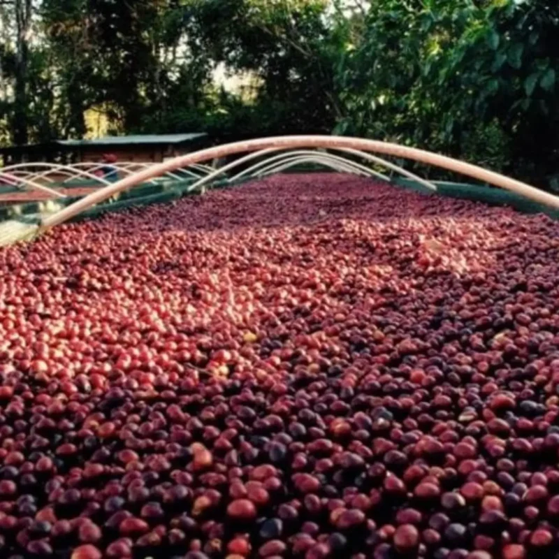 Colombia Inmaculada Gestreepte Bourbon